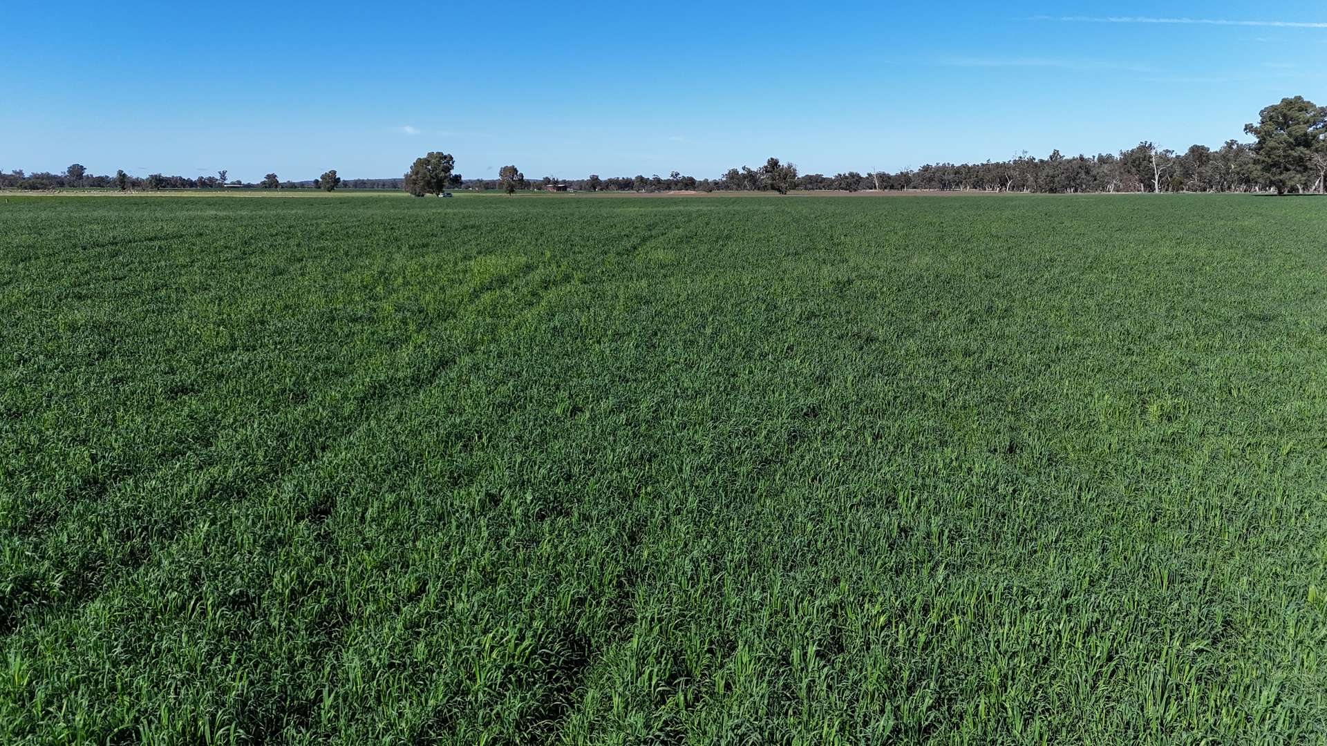 3412 Bedgerabong Road, Forbes For Sale by Farmbuy.com - image 17