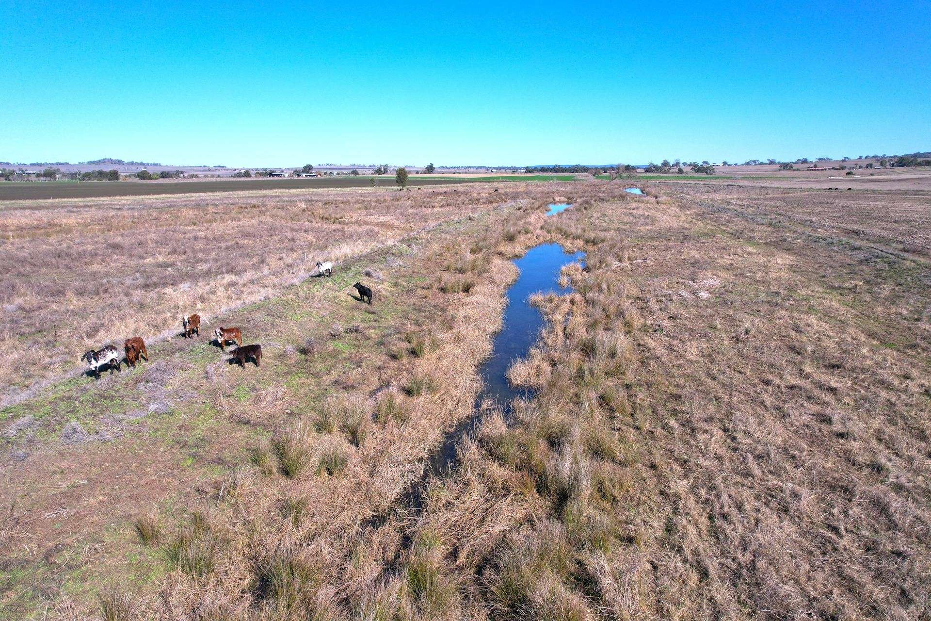 Forest Plain Road, Forest Springs Auction by Farmbuy.com - image 6