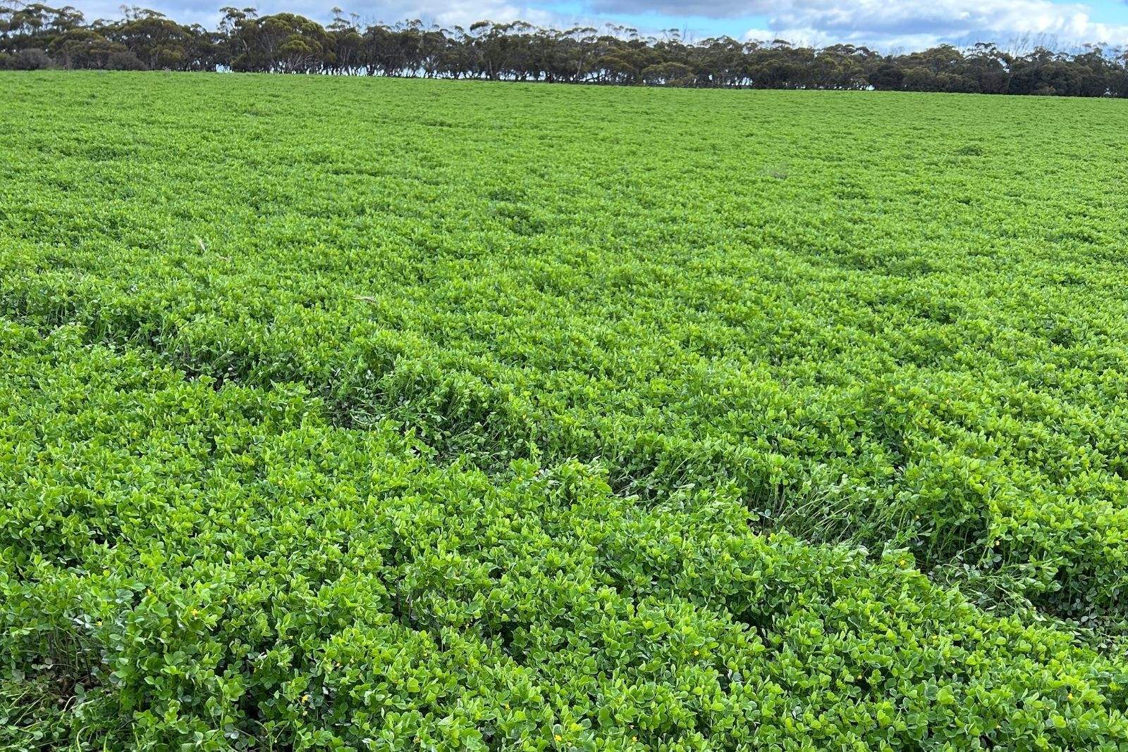 42666 Eyre Highway, Mudamuckla For Sale by Farmbuy.com - image 19