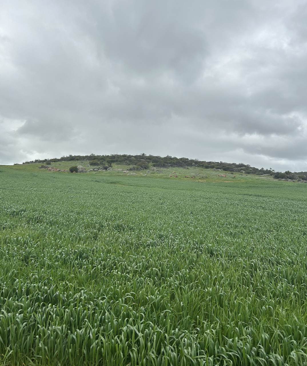 Lot 65 Forrester Road, Mount Erin For Sale by Farmbuy.com - image 11