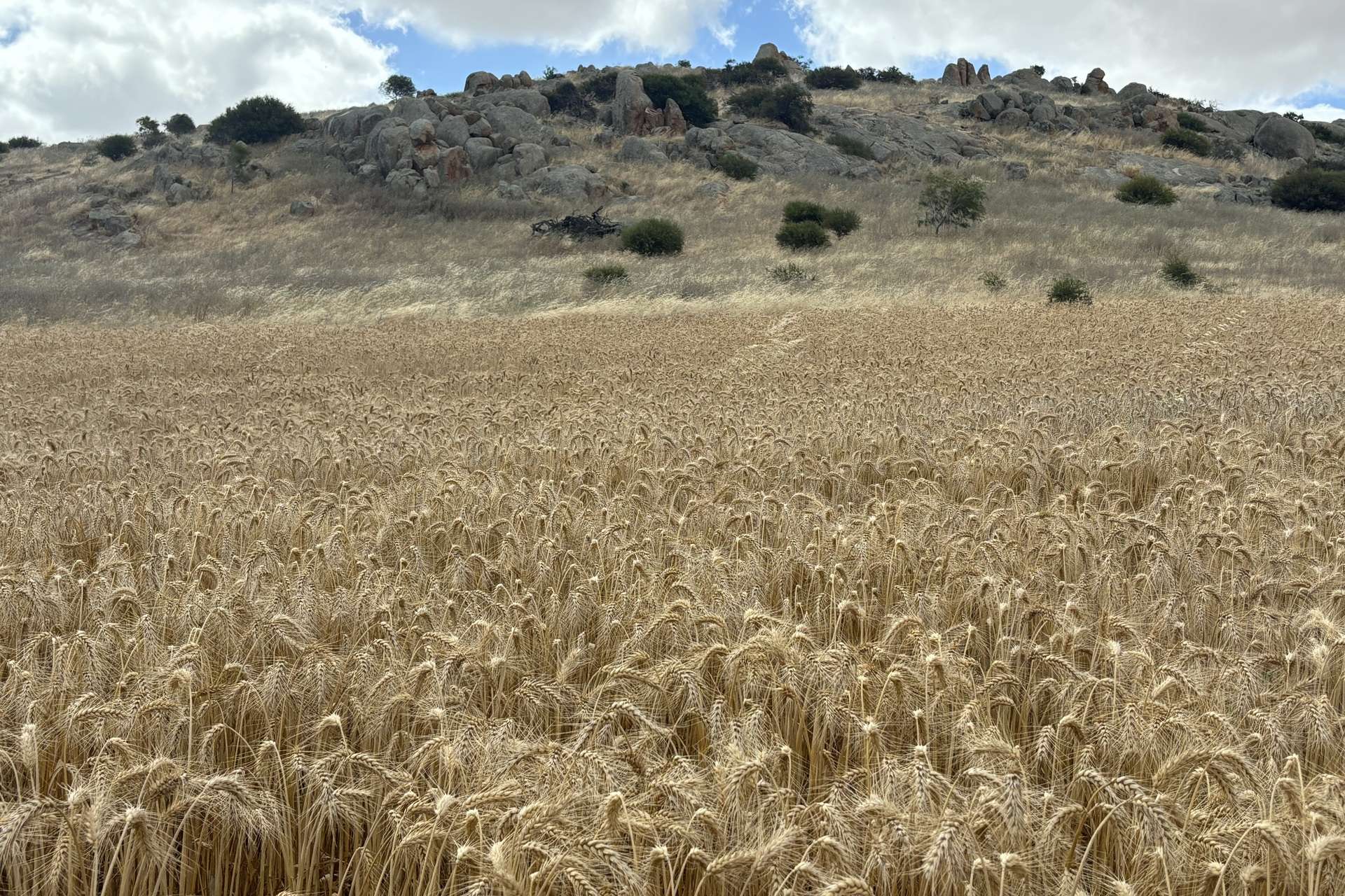 Lot 65 Forrester Road, Mount Erin For Sale by Farmbuy.com - image 13
