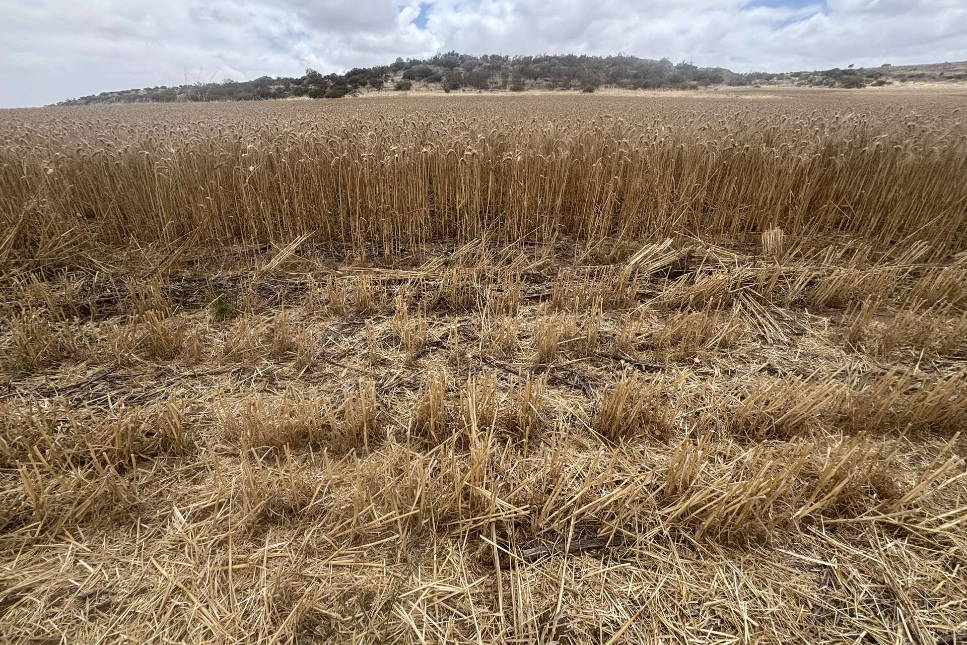 Lot 65 Forrester Road, Mount Erin For Sale by Farmbuy.com - image 10