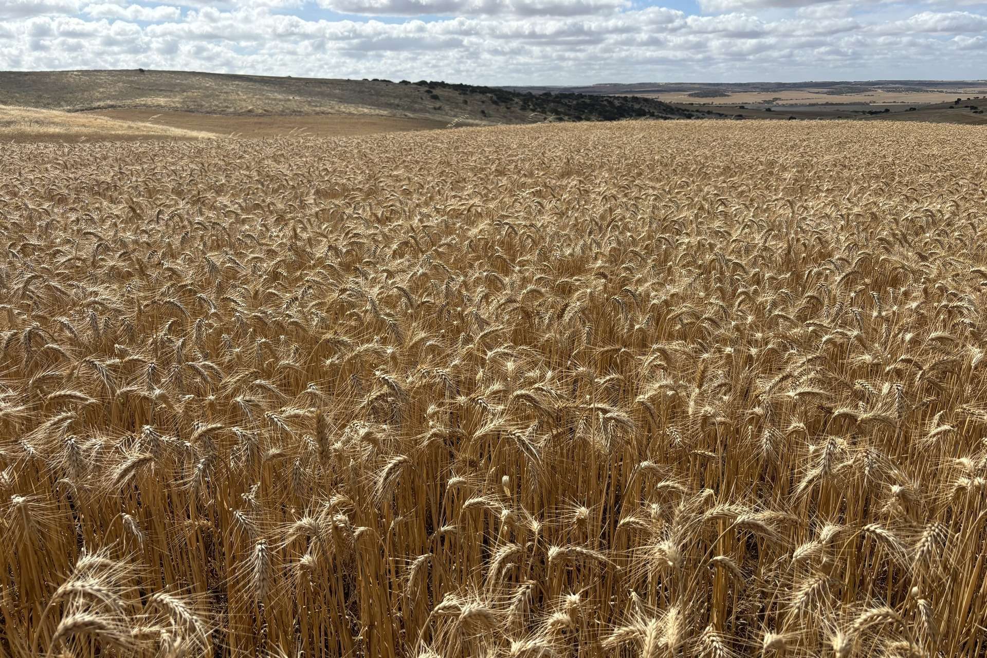 Lot 65 Forrester Road, Mount Erin For Sale by Farmbuy.com - image 16