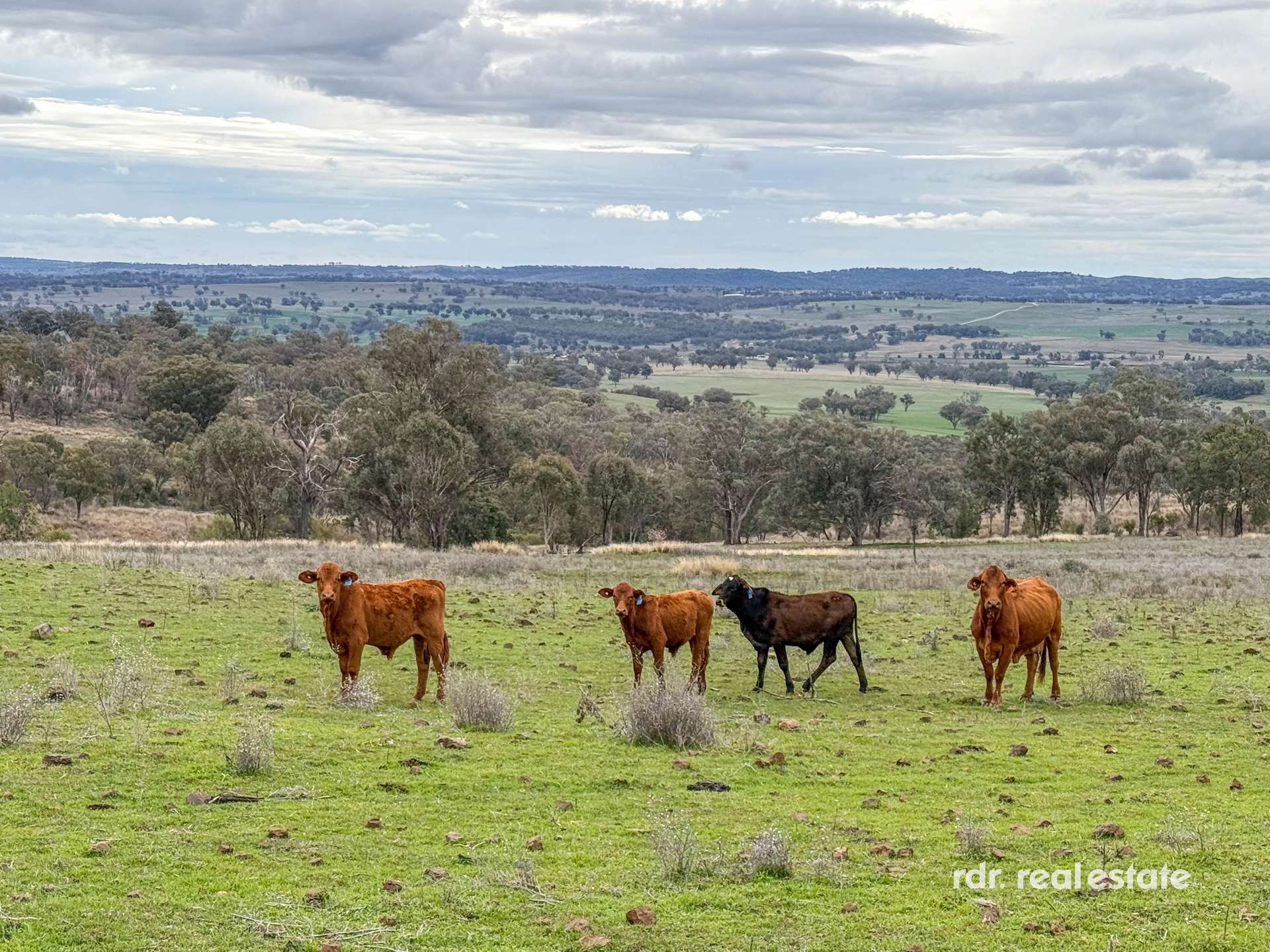 2591 Elsmore Road, Inverell For Sale by Farmbuy.com - image 23