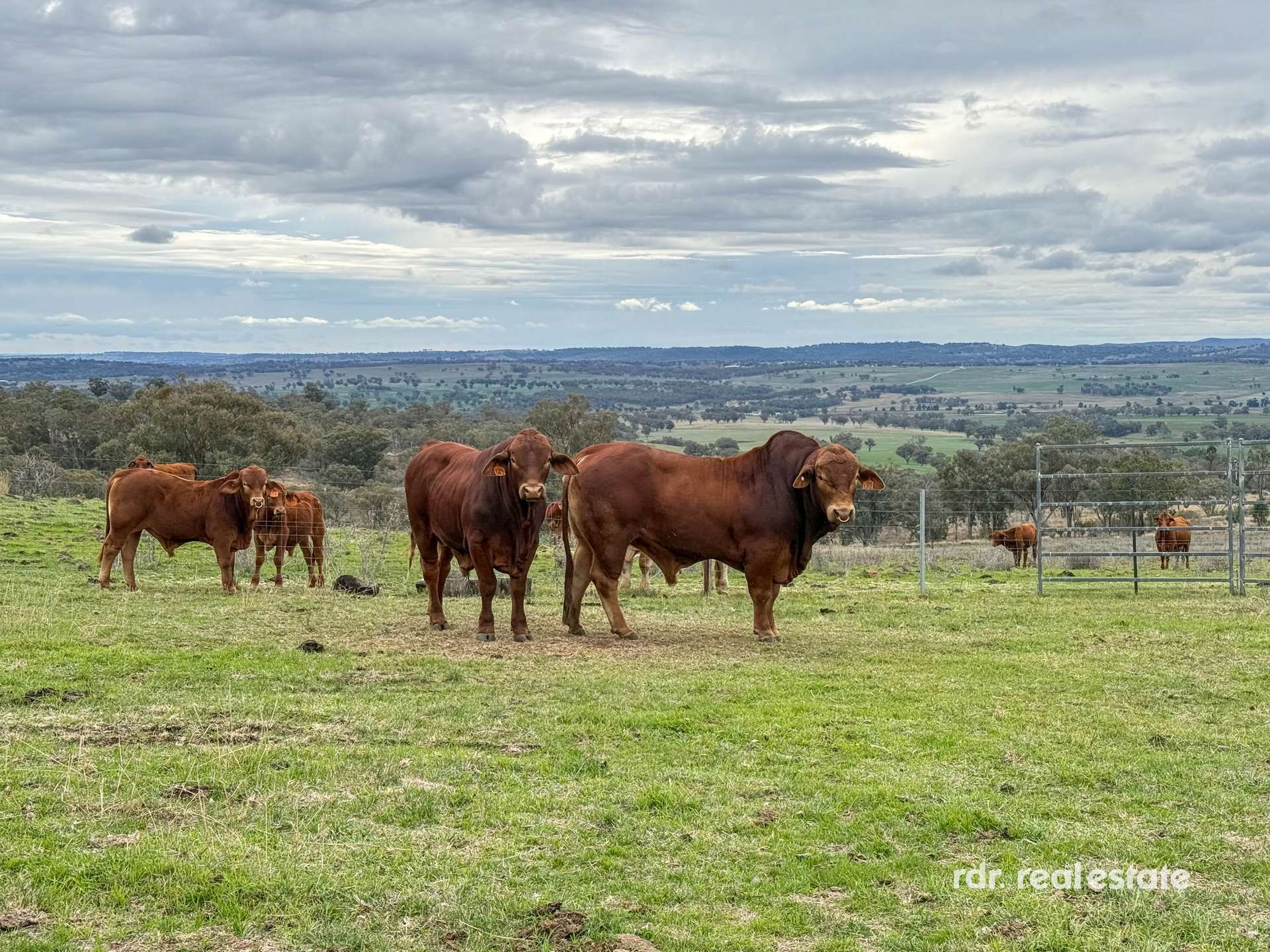 2591 Elsmore Road, Inverell For Sale by Farmbuy.com - image 3