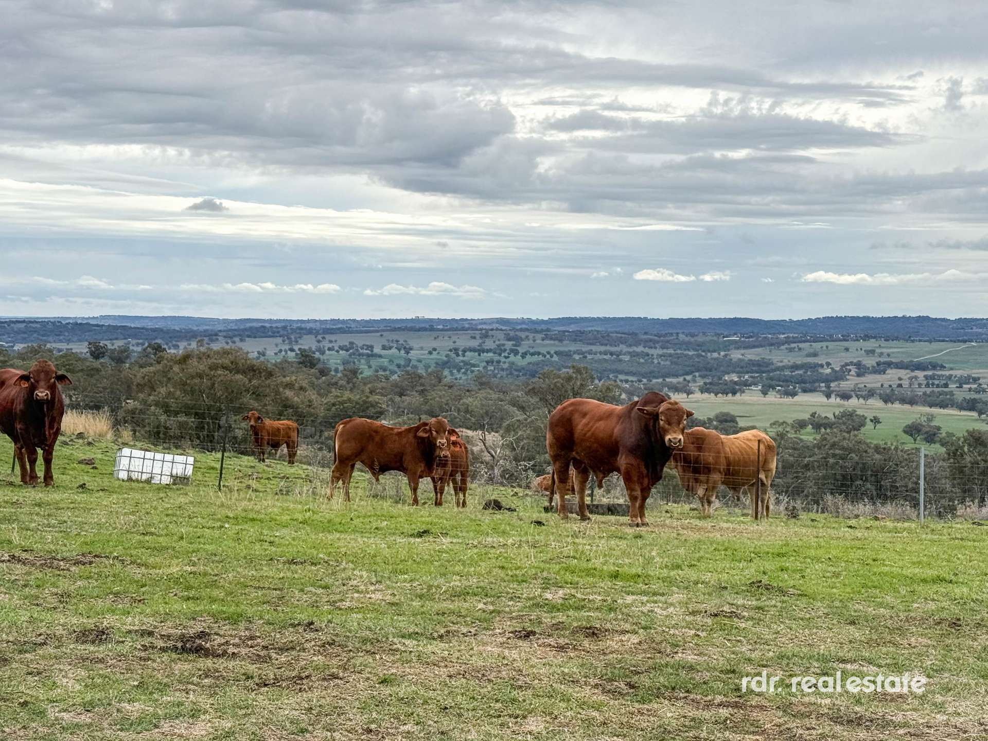 2591 Elsmore Road, Inverell For Sale by Farmbuy.com - image 19