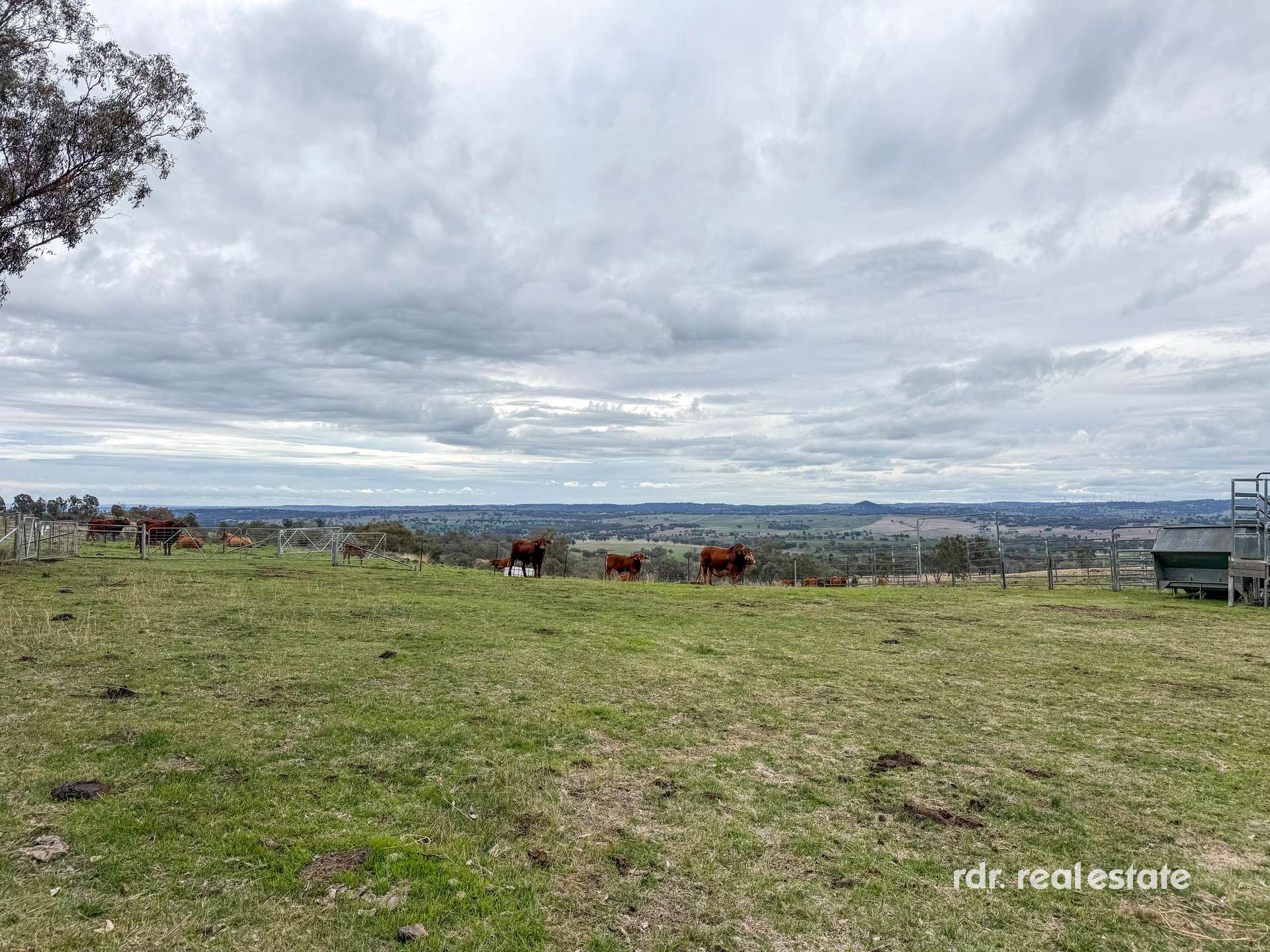 2591 Elsmore Road, Inverell For Sale by Farmbuy.com - image 10