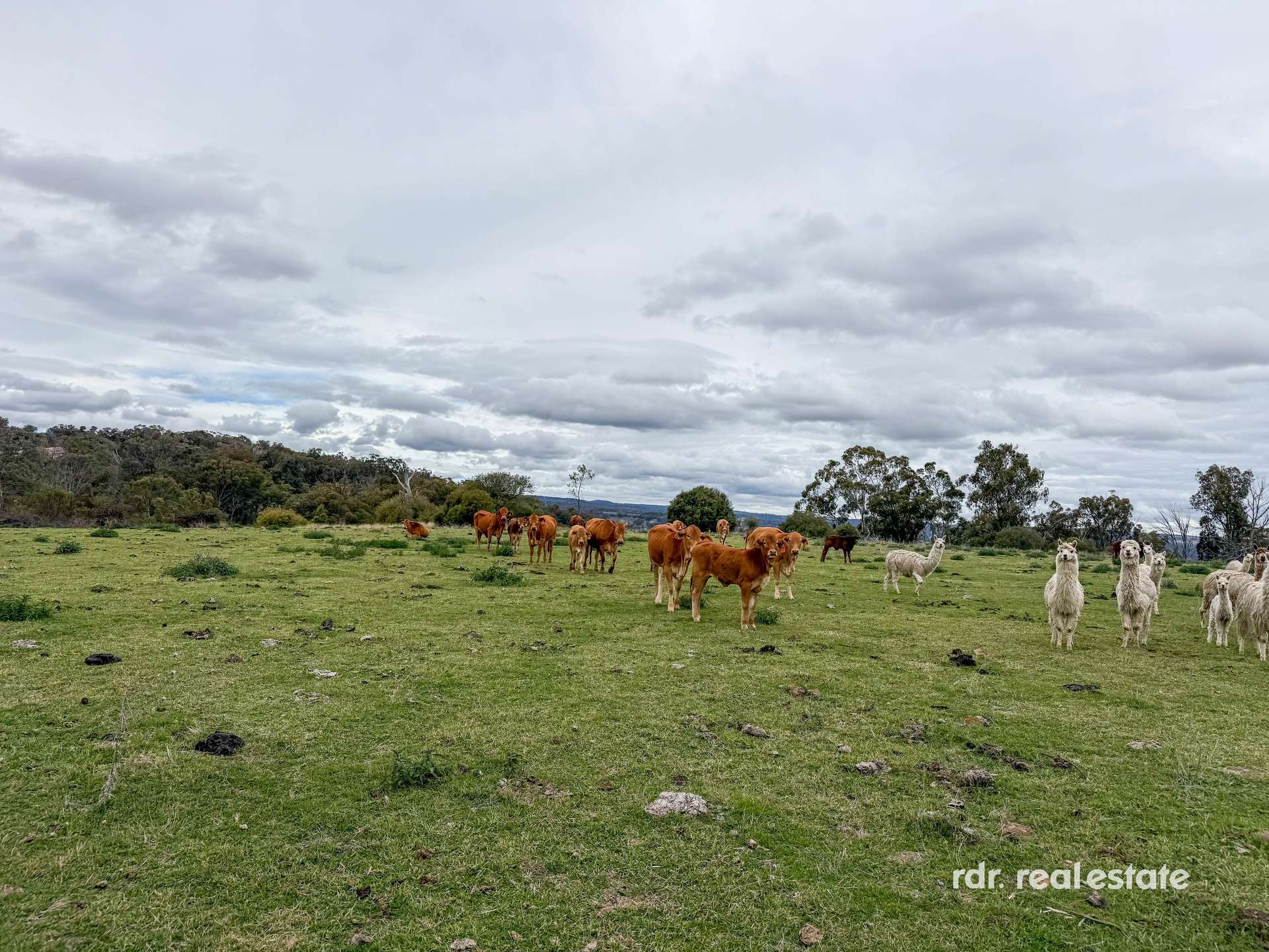2591 Elsmore Road, Inverell For Sale by Farmbuy.com - image 17