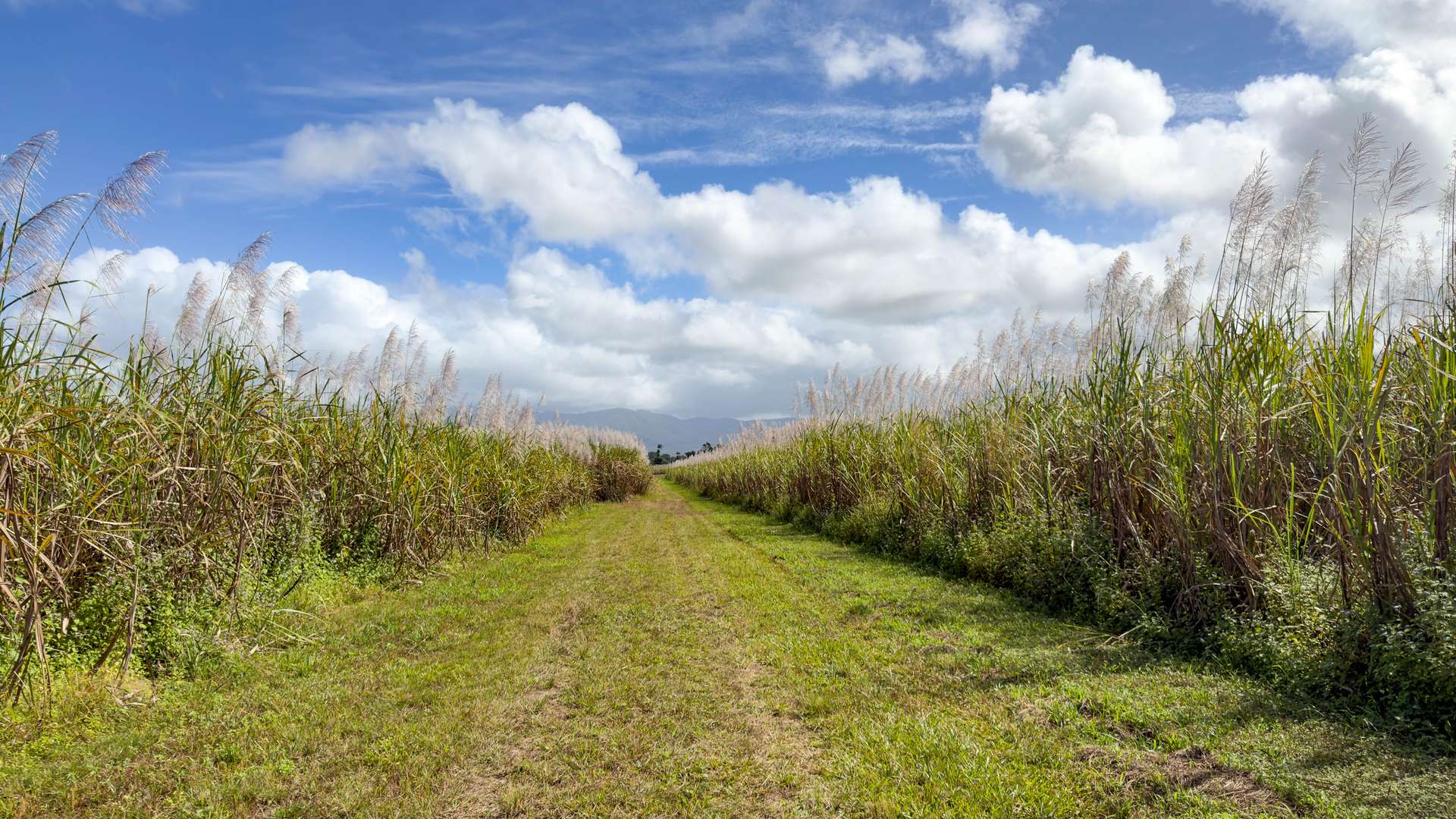 Lot 4 East Feluga Road, East Feluga For Sale by Farmbuy.com - image 18