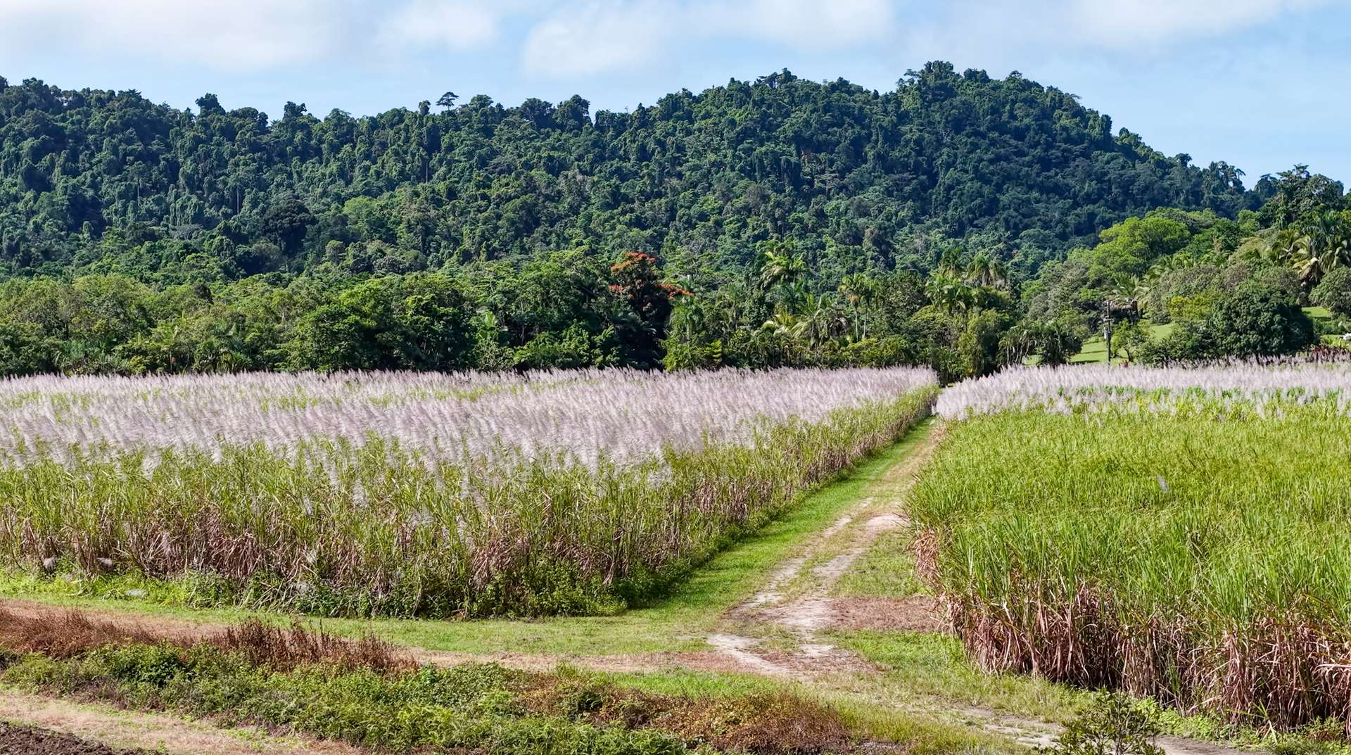 Lot 4 East Feluga Road, East Feluga For Sale by Farmbuy.com - image 13