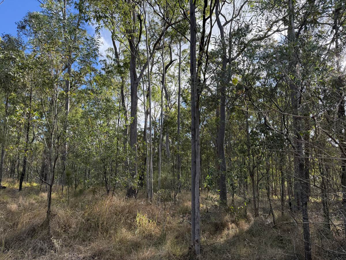 Lot 753 Arbortwentyeight Road, Glenwood For Sale by Farmbuy.com - image 7