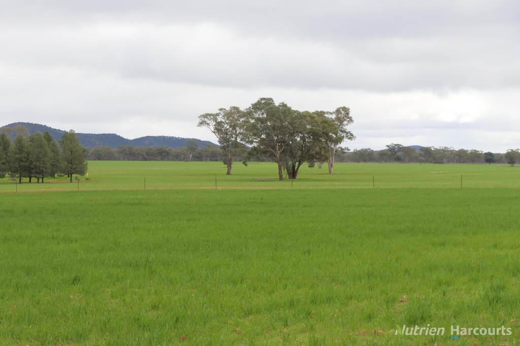 386 Sarona Downs Road, Hermidale NSW 2831