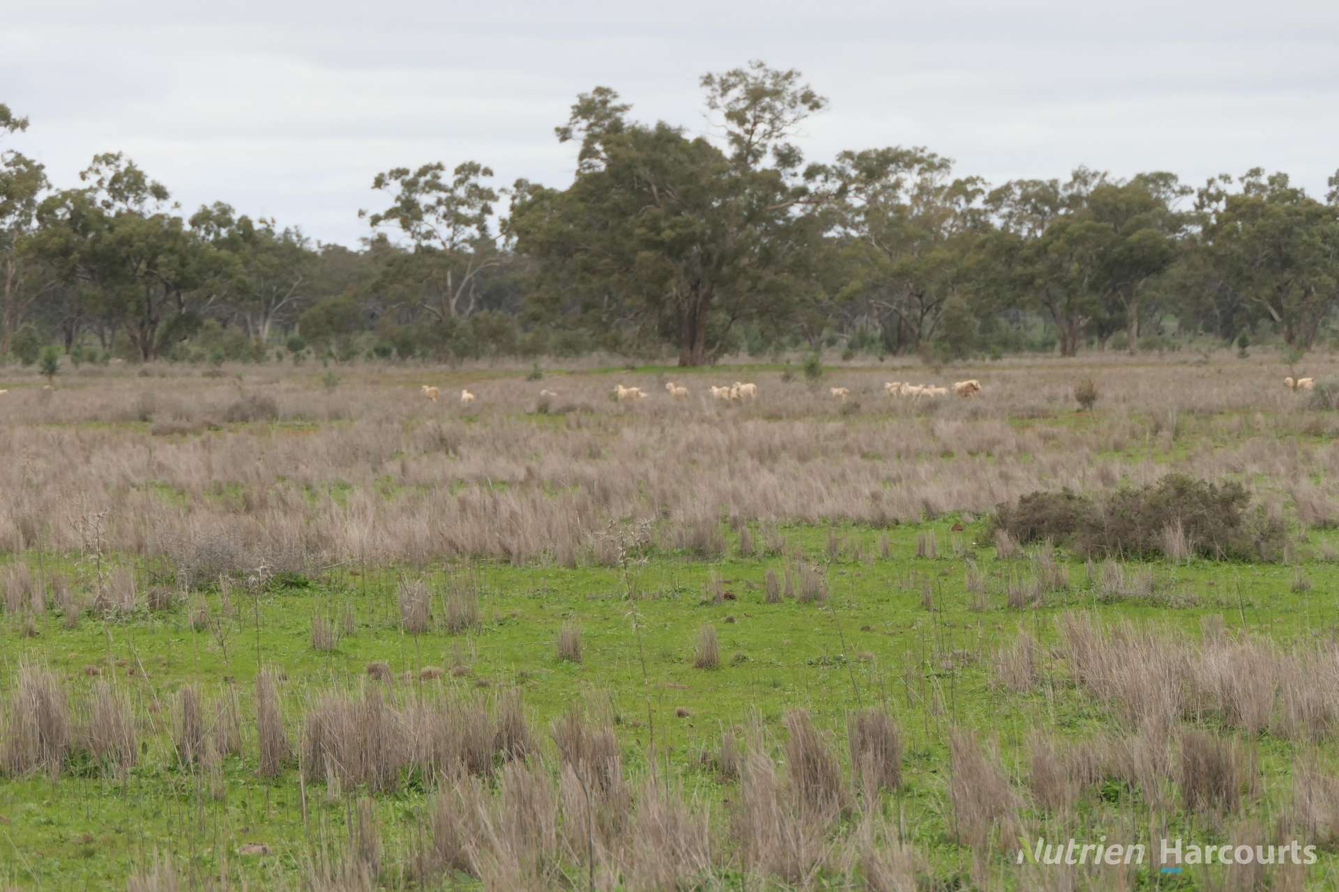 386 Sarona Downs Road, Hermidale For Sale by Farmbuy.com - image 21