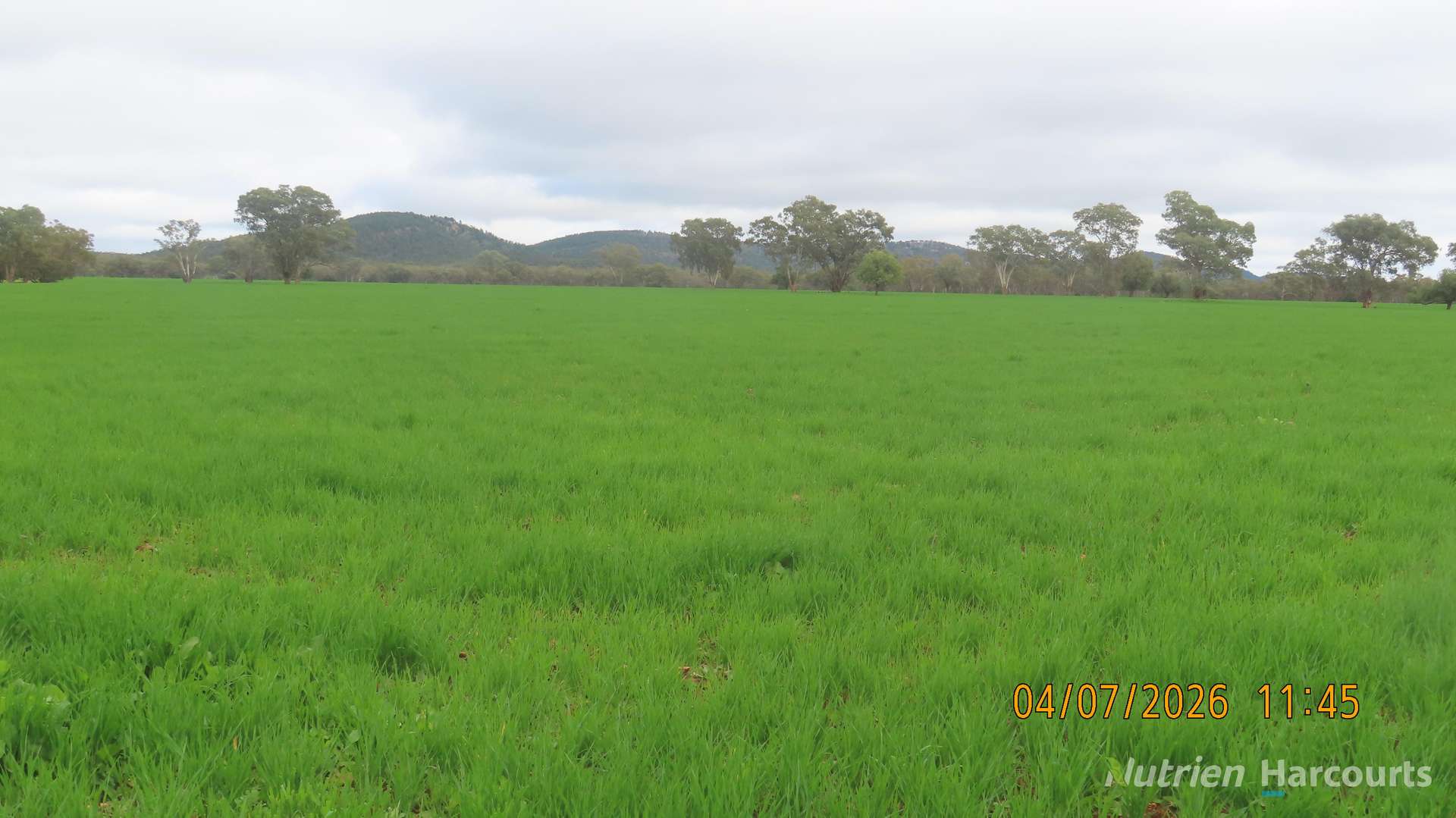 386 Sarona Downs Road, Hermidale For Sale by Farmbuy.com - image 16