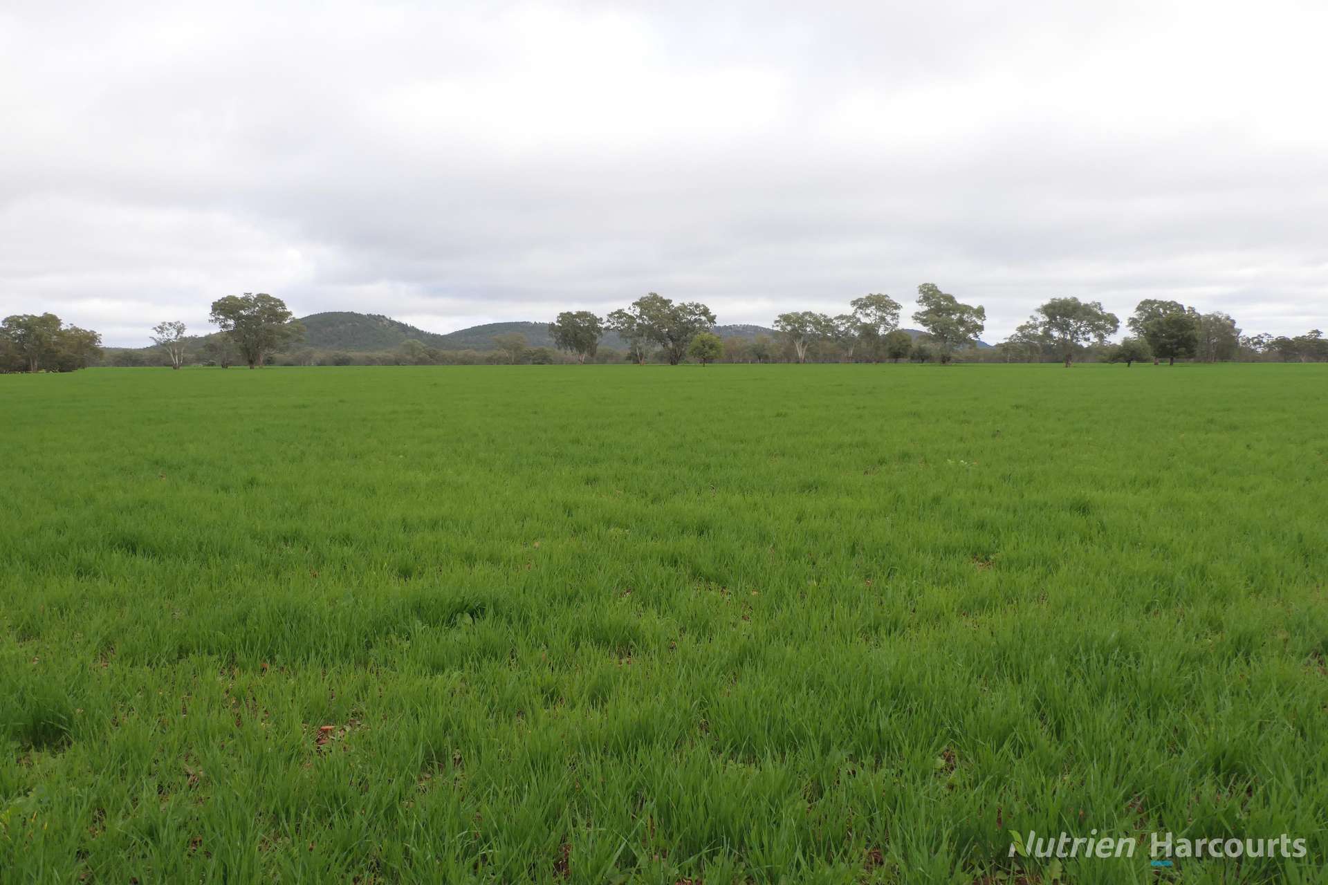386 Sarona Downs Road, Hermidale For Sale by Farmbuy.com - image 20
