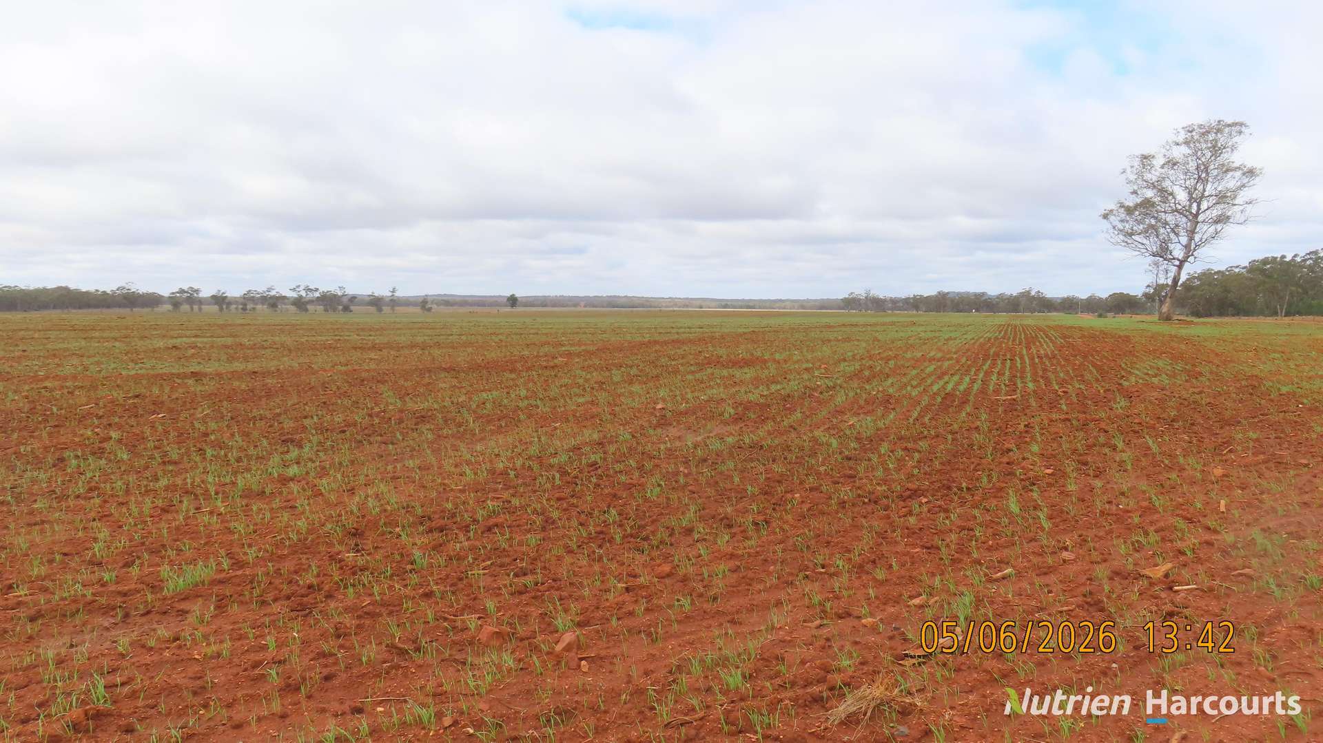 386 Sarona Downs Road, Hermidale For Sale by Farmbuy.com - image 5