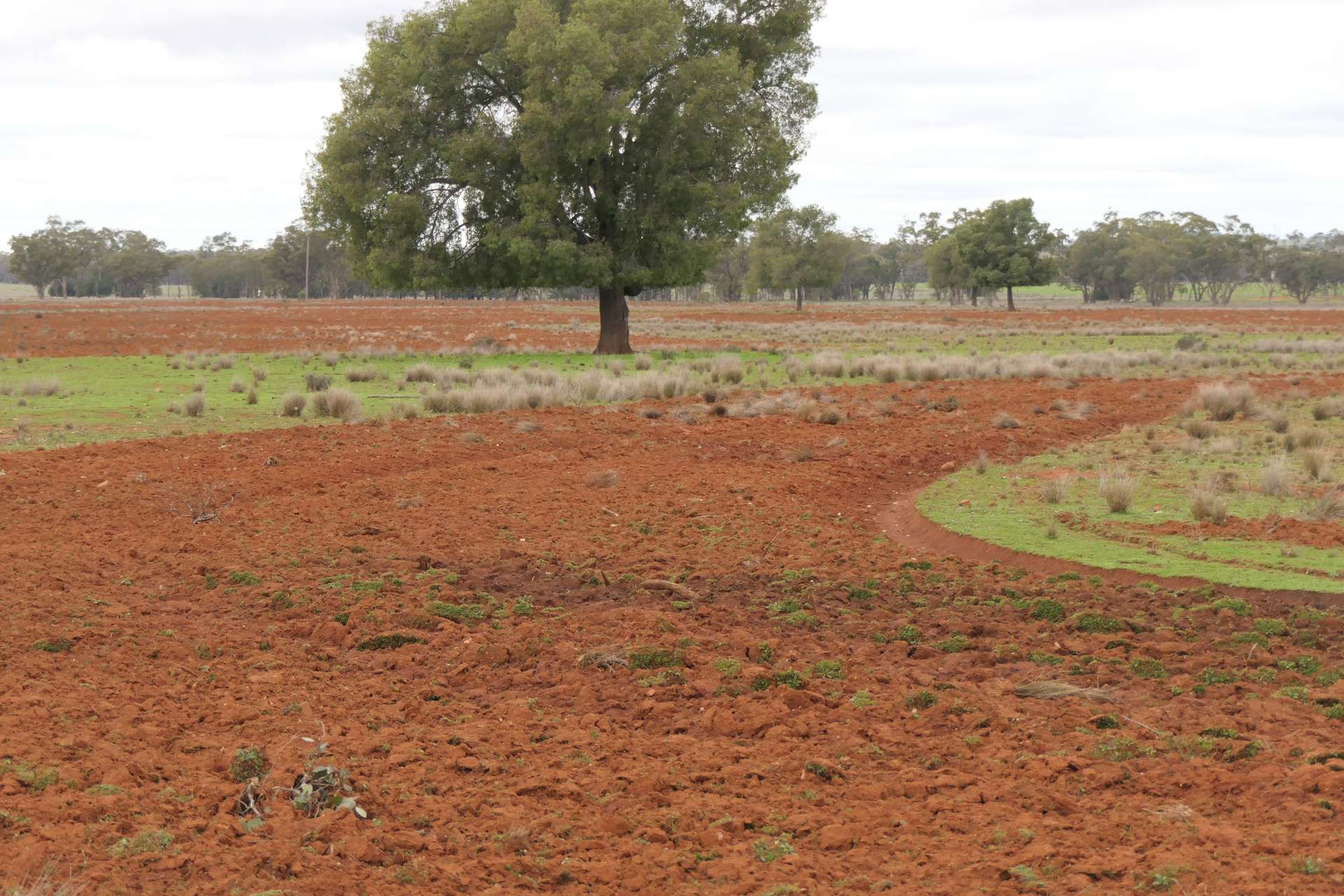 386 Sarona Downs Road, Hermidale For Sale by Farmbuy.com - image 33