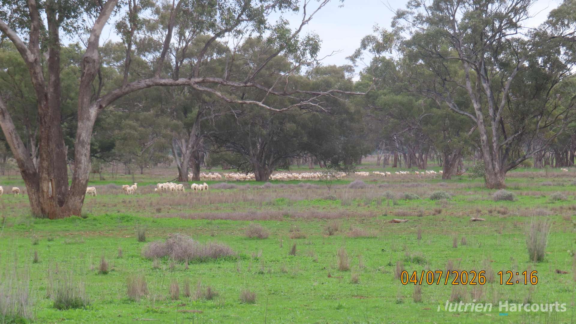 386 Sarona Downs Road, Hermidale For Sale by Farmbuy.com - image 19