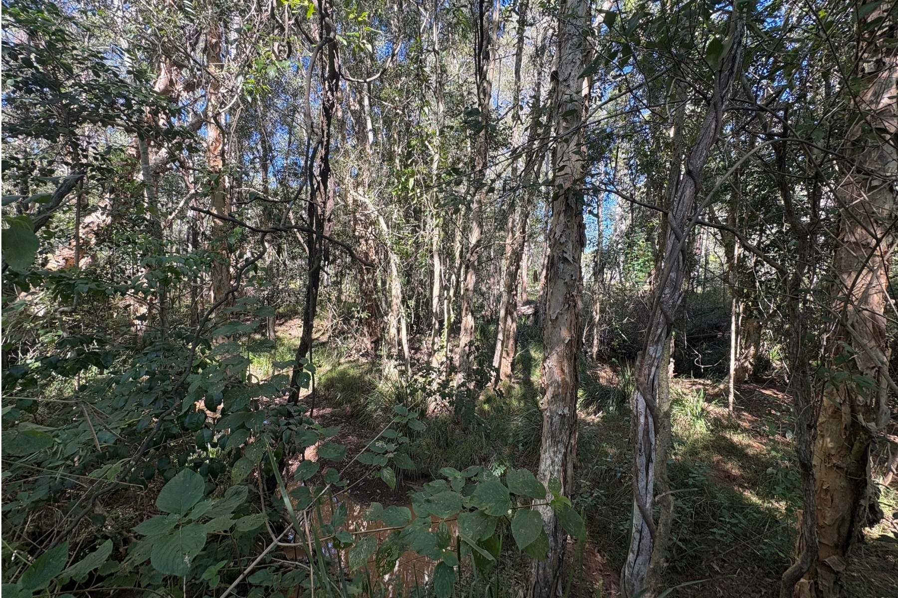 35 Deephouse Road, Bauple For Sale by Farmbuy.com - image 18