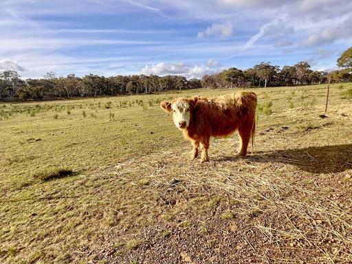 3814 Oallen Ford Road, Windellama NSW 2580