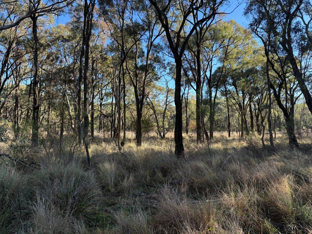 593 Goldfields Road, Stanthorpe For Sale by Farmbuy.com - image 3