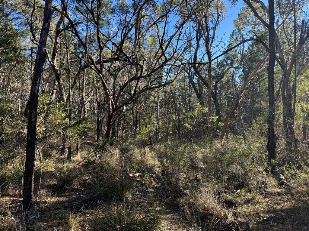 593 Goldfields Road, Stanthorpe For Sale by Farmbuy.com - image 15