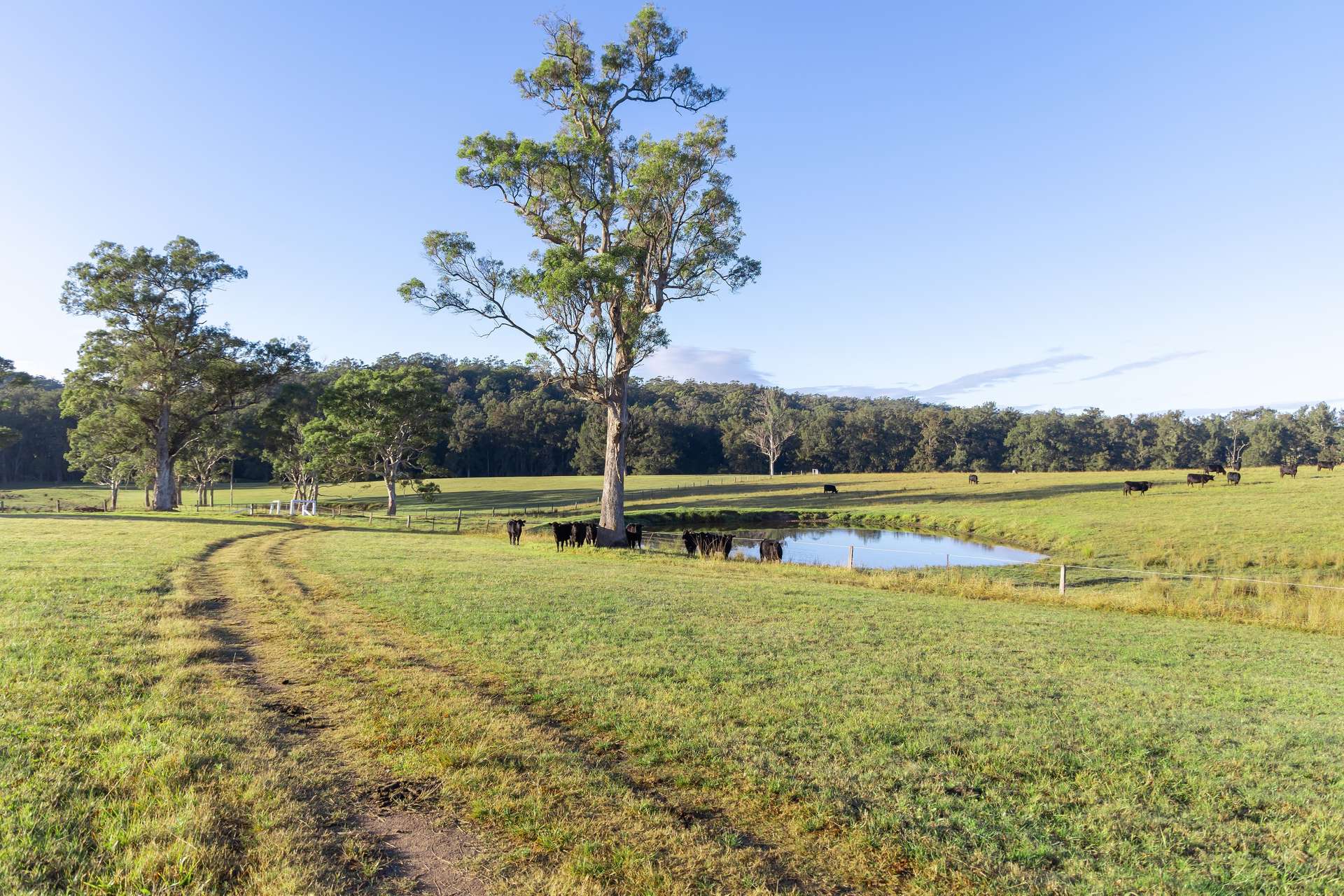 154 B Jersey Place, Cobargo For Sale by Farmbuy.com - image 16