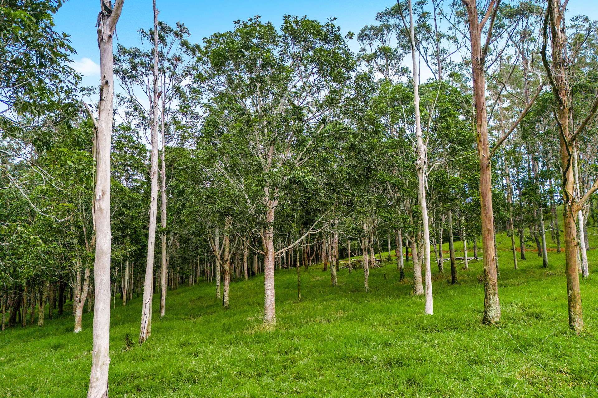 78 Fletcher Road, Yungaburra For Sale by Farmbuy.com - image 14