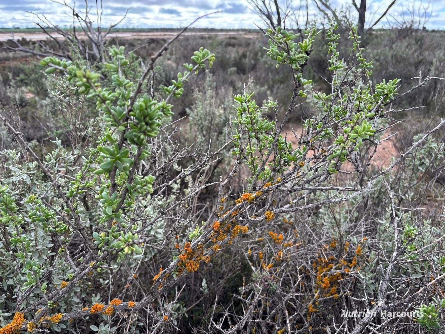 21 Goldfields Road (Baandee), Kellerberrin For Sale by Farmbuy.com - image 7