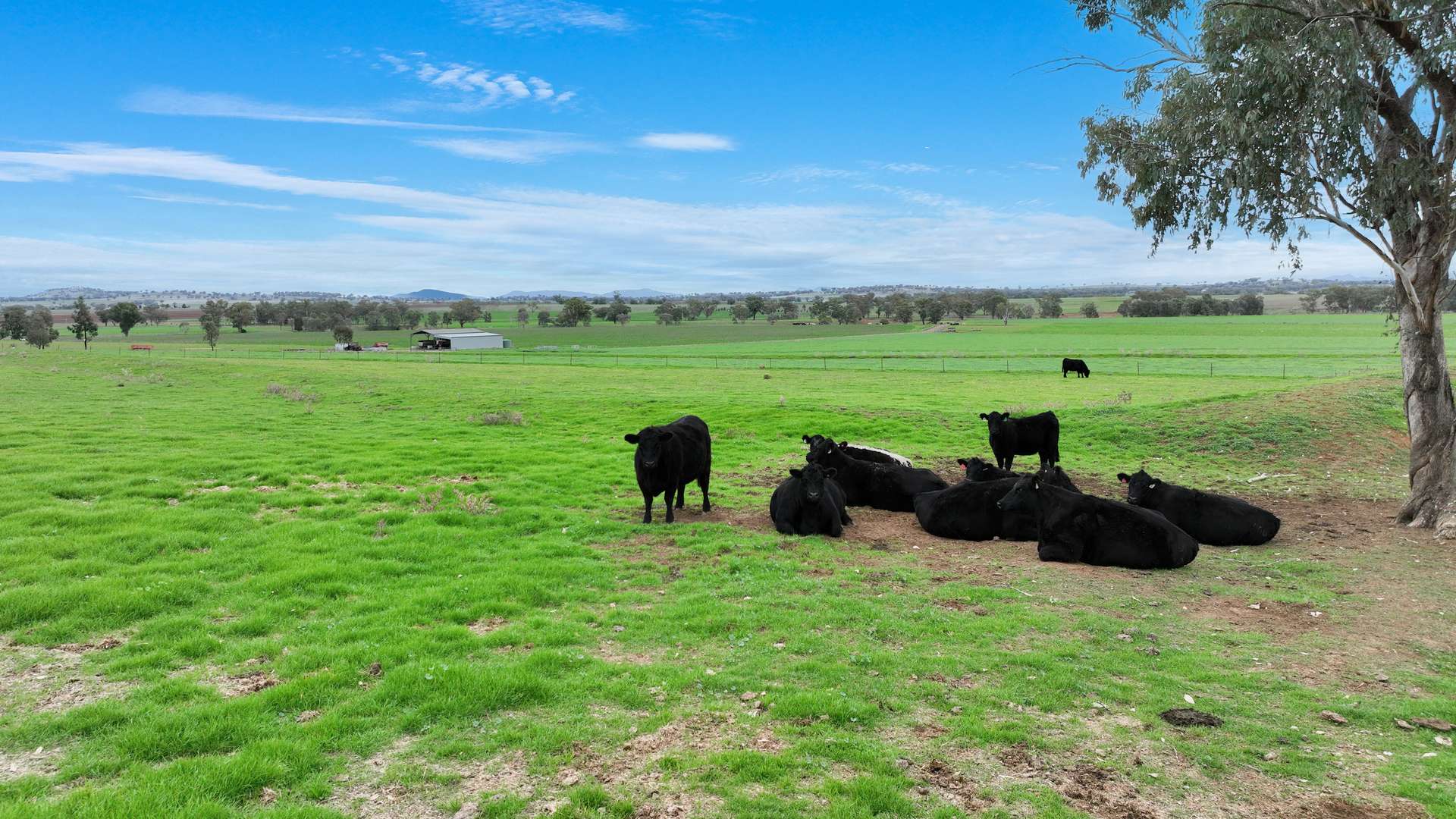 634 Loomberah Road, Loomberah For Sale by Farmbuy.com - image 4