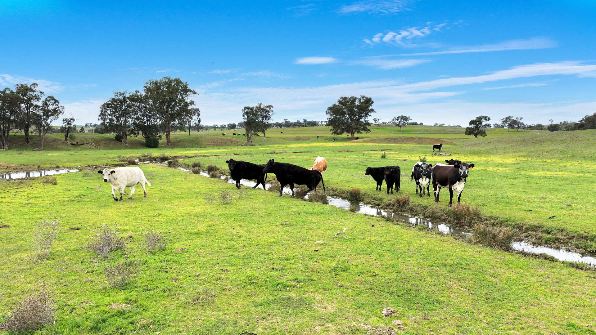 634 Loomberah Road, Loomberah For Sale by Farmbuy.com - image 3
