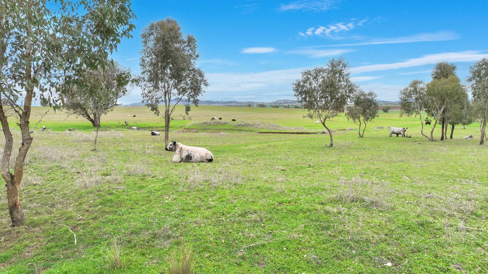 634 Loomberah Road, Loomberah For Sale by Farmbuy.com - image 5