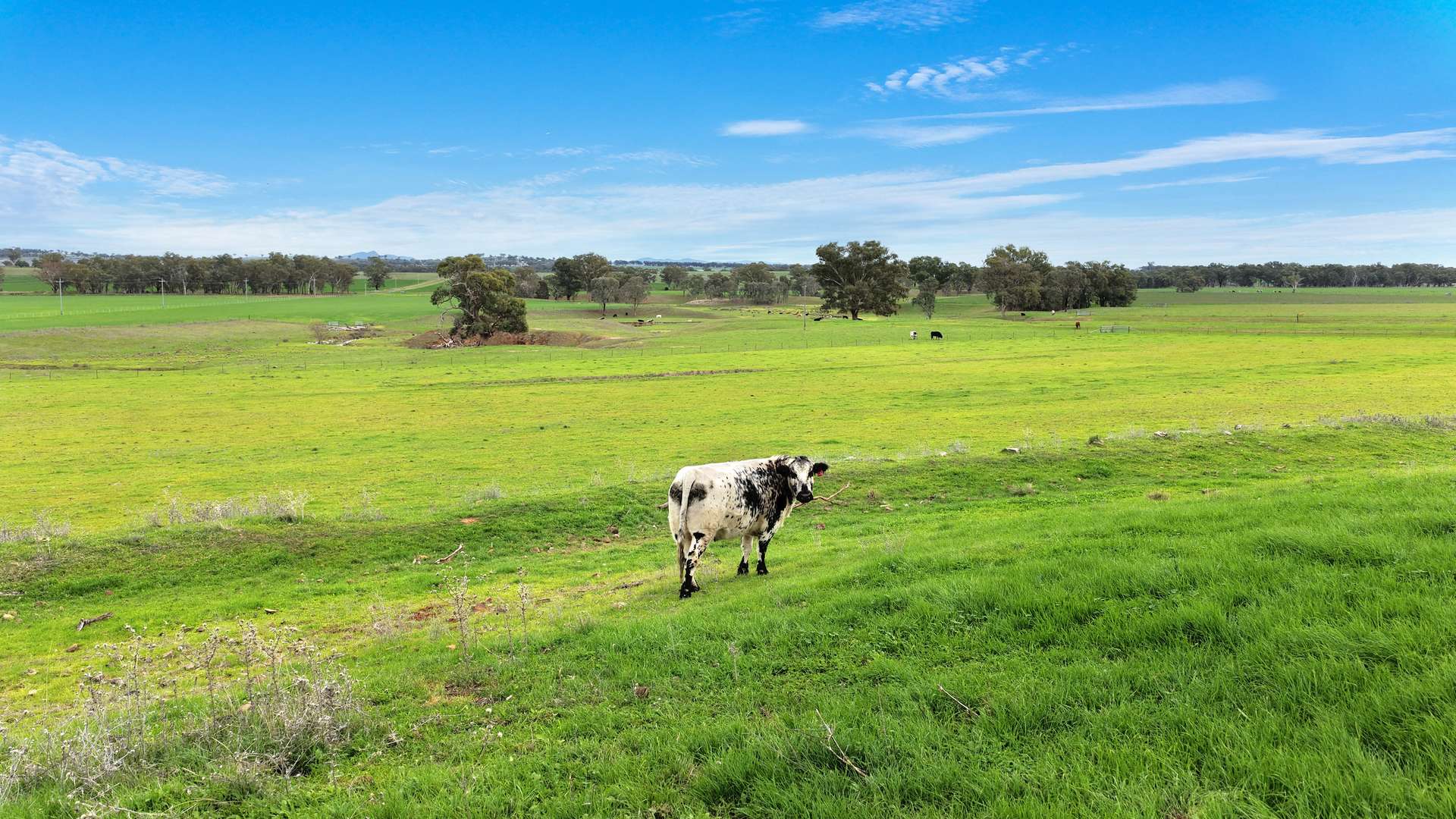 634 Loomberah Road, Loomberah For Sale by Farmbuy.com - image 6
