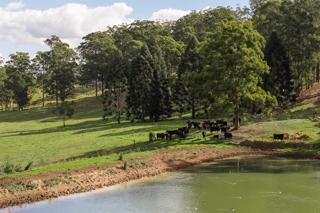 "Mount Albion" 203 Collingwood Road, Hampton QLD 4352