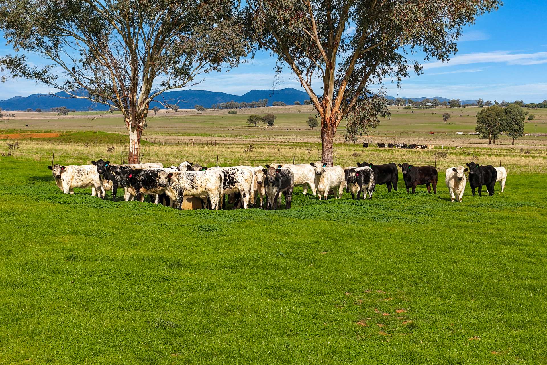 293 Meadows Lane, Tamworth For Sale by Farmbuy.com - image 21