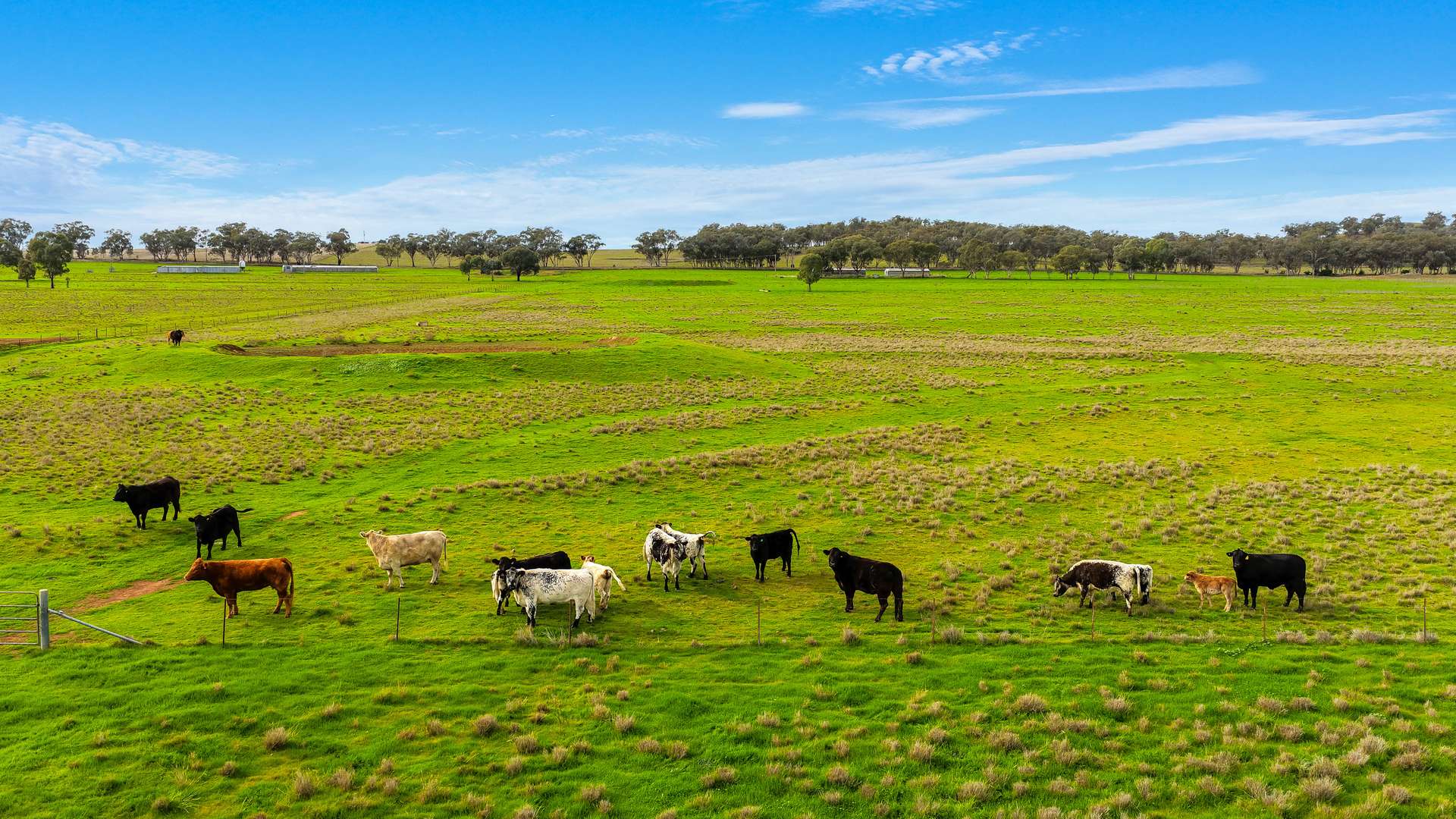 293 Meadows Lane, Tamworth For Sale by Farmbuy.com - image 19