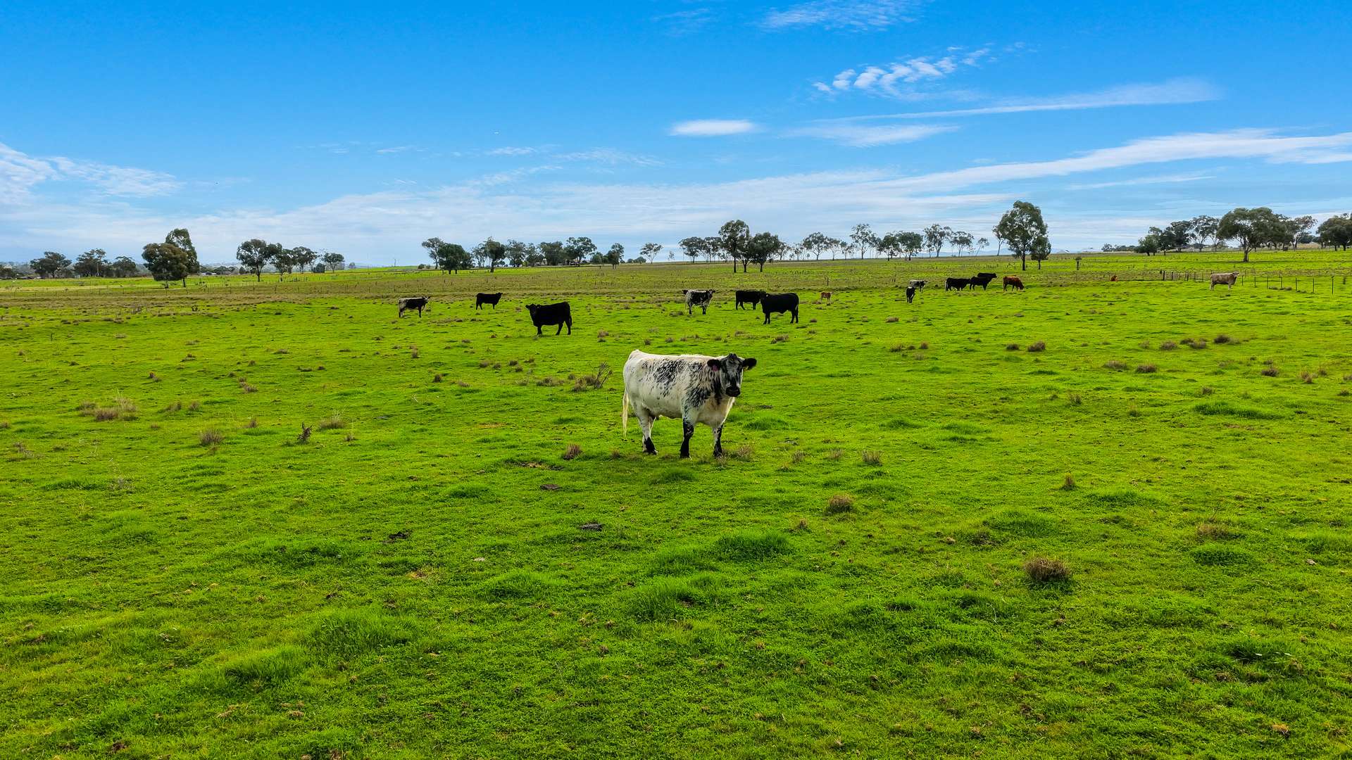 293 Meadows Lane, Tamworth For Sale by Farmbuy.com - image 18
