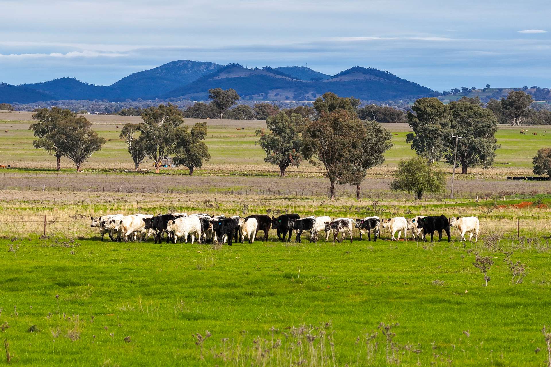 293 Meadows Lane, Tamworth For Sale by Farmbuy.com - image 20