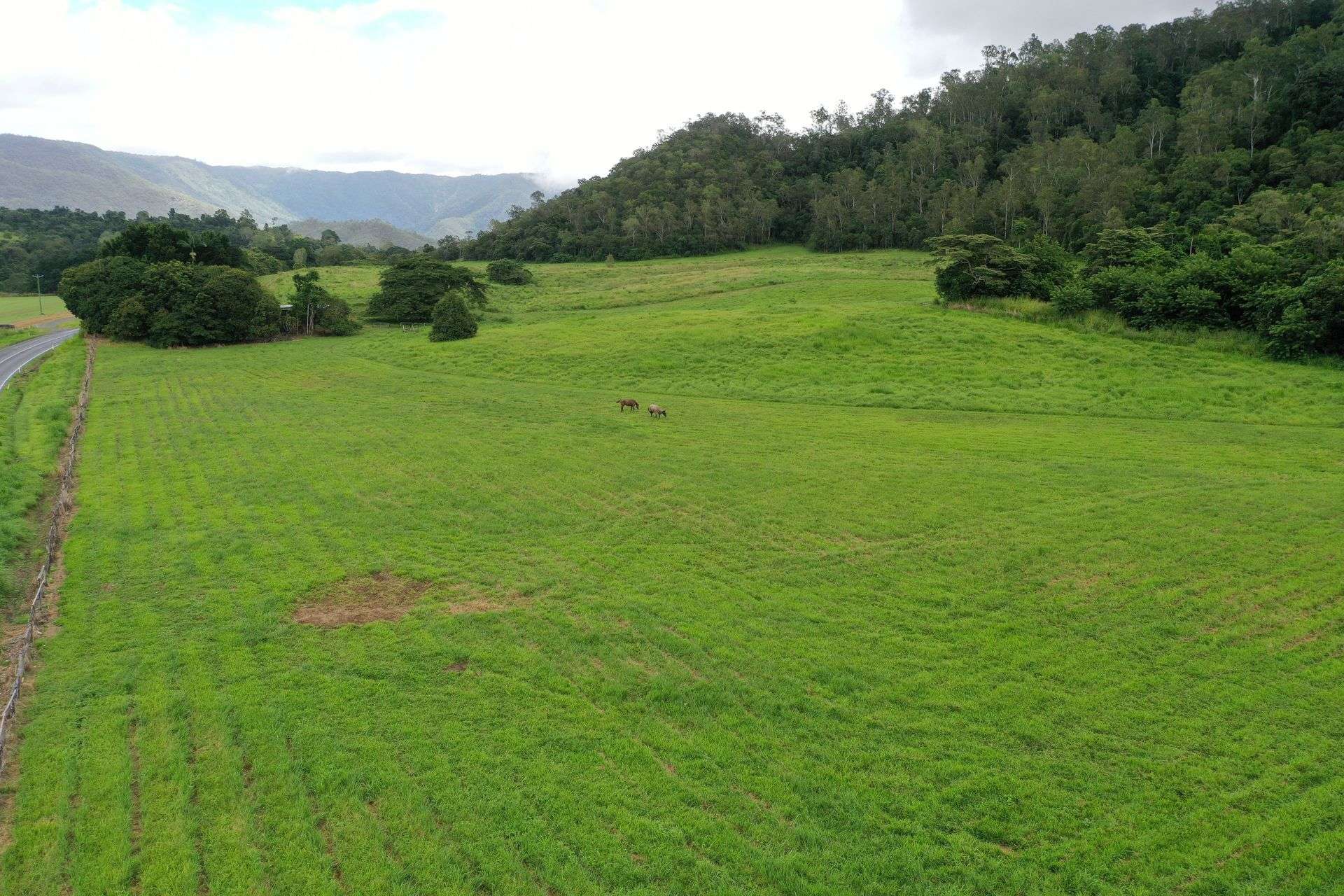 Gillies Range Road, Little Mulgrave For Sale by Farmbuy.com - image 2