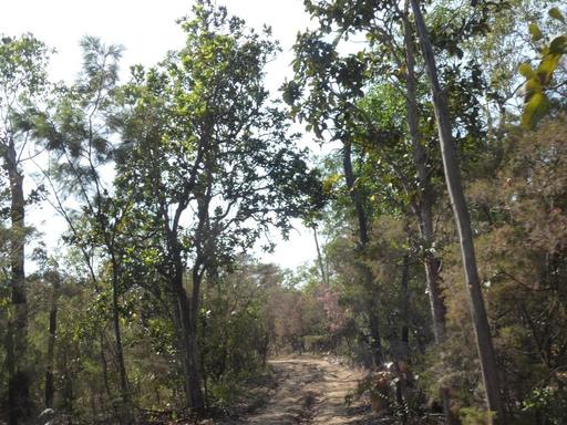 Farm For Sale - NT - Berry Springs - 0838 - Rural Life 1/4 share in 