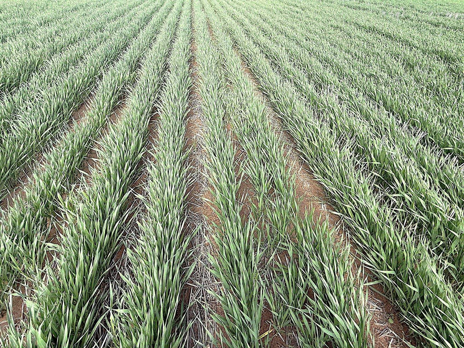 CA 21 Hopetoun/Walpeup Road, Walpeup For Sale by Farmbuy.com - image 11