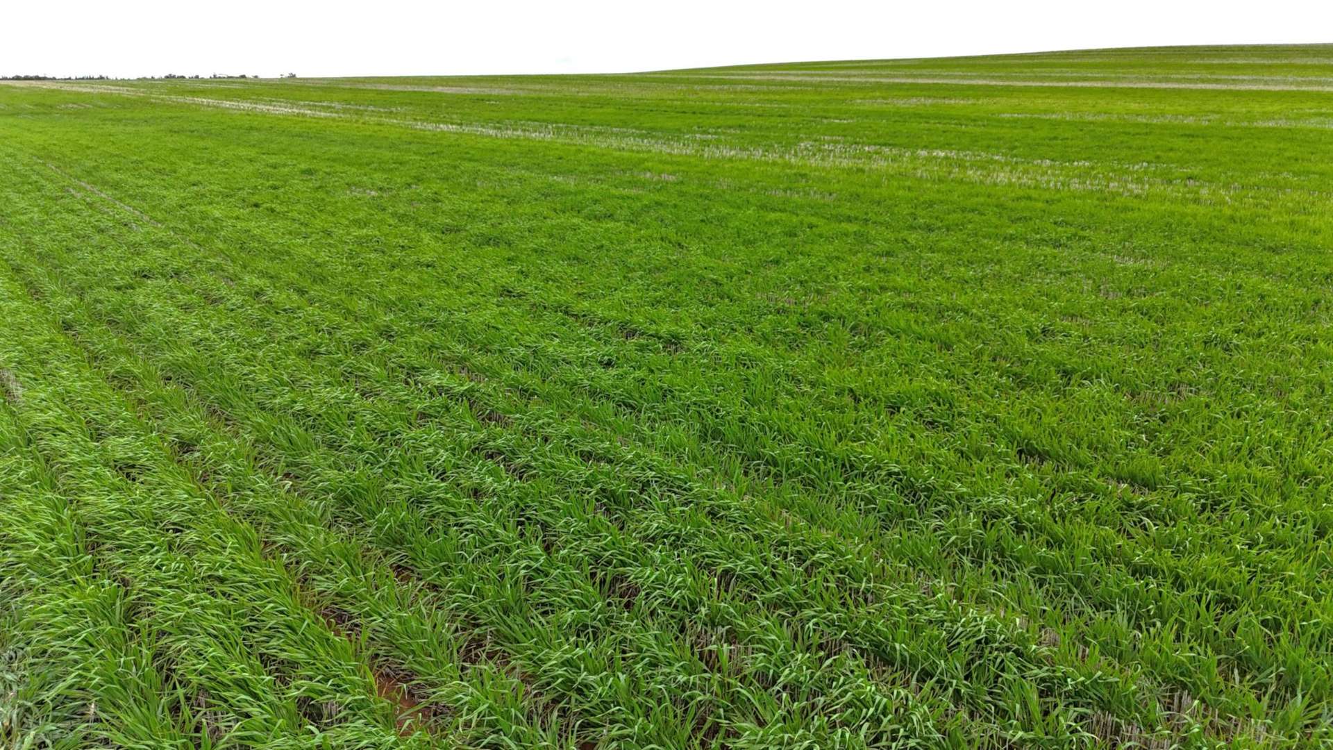CA 21 Hopetoun/Walpeup Road, Walpeup For Sale by Farmbuy.com - image 8