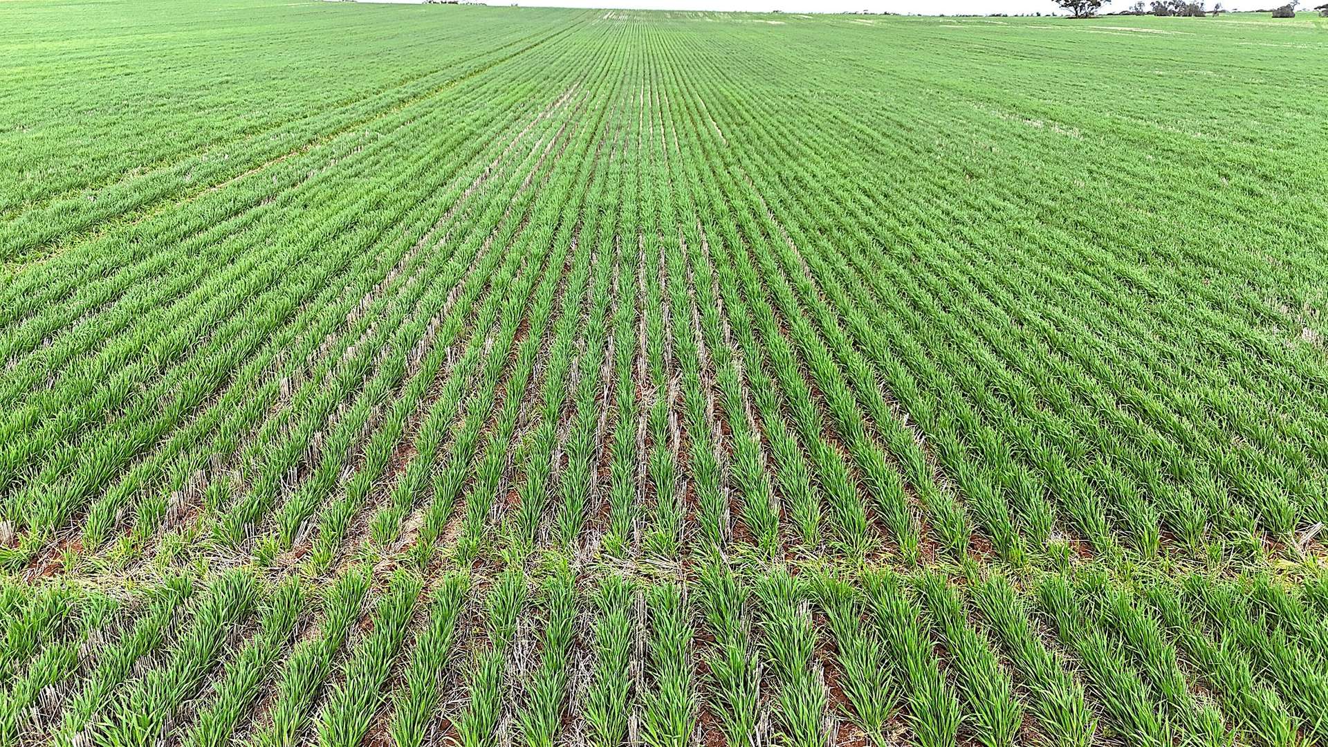 CA 21 Hopetoun/Walpeup Road, Walpeup For Sale by Farmbuy.com - image 2