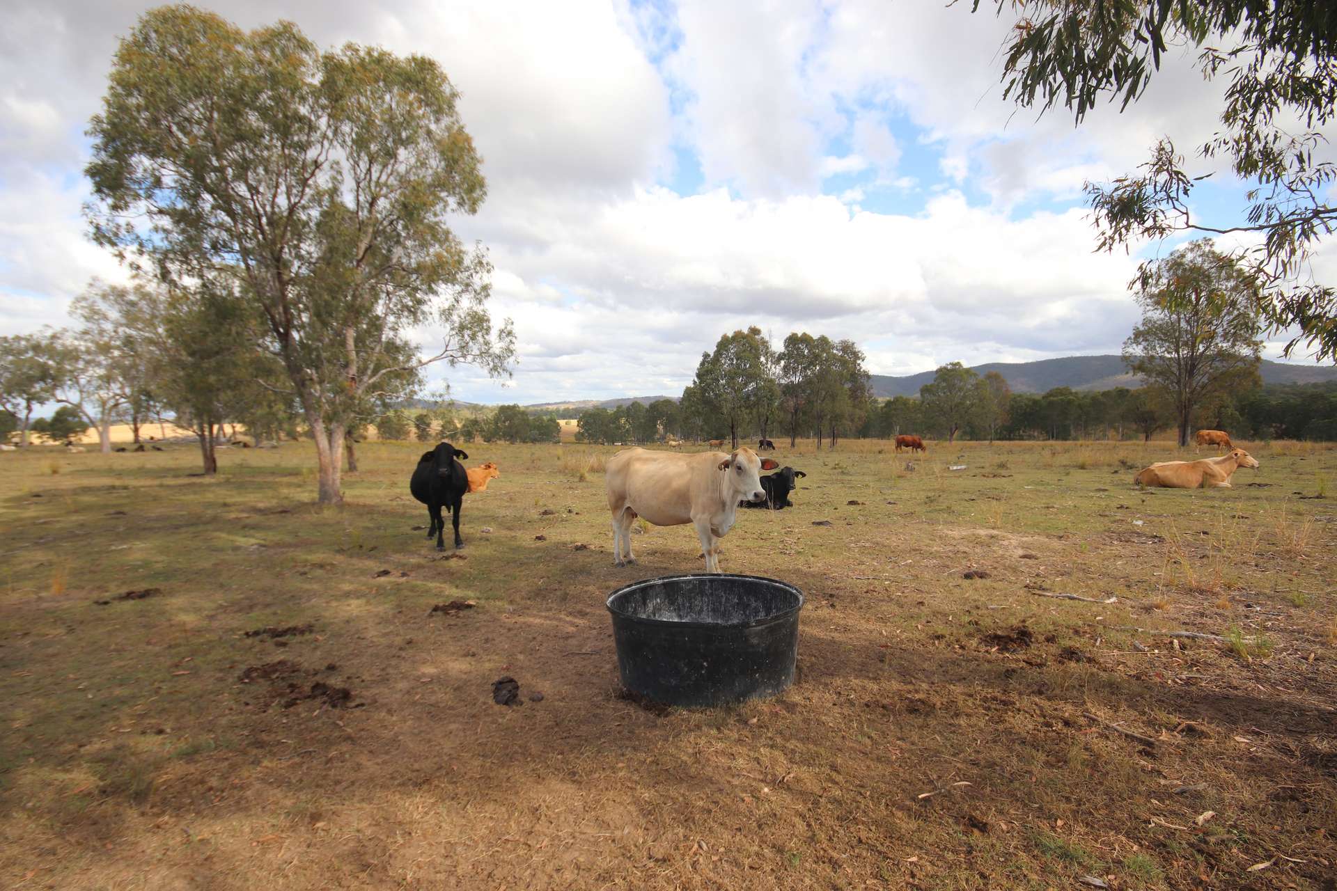 Lot 43 And Lot 50 Kalliwa Road, Mingo, Gayndah For Sale by Farmbuy.com - image 19