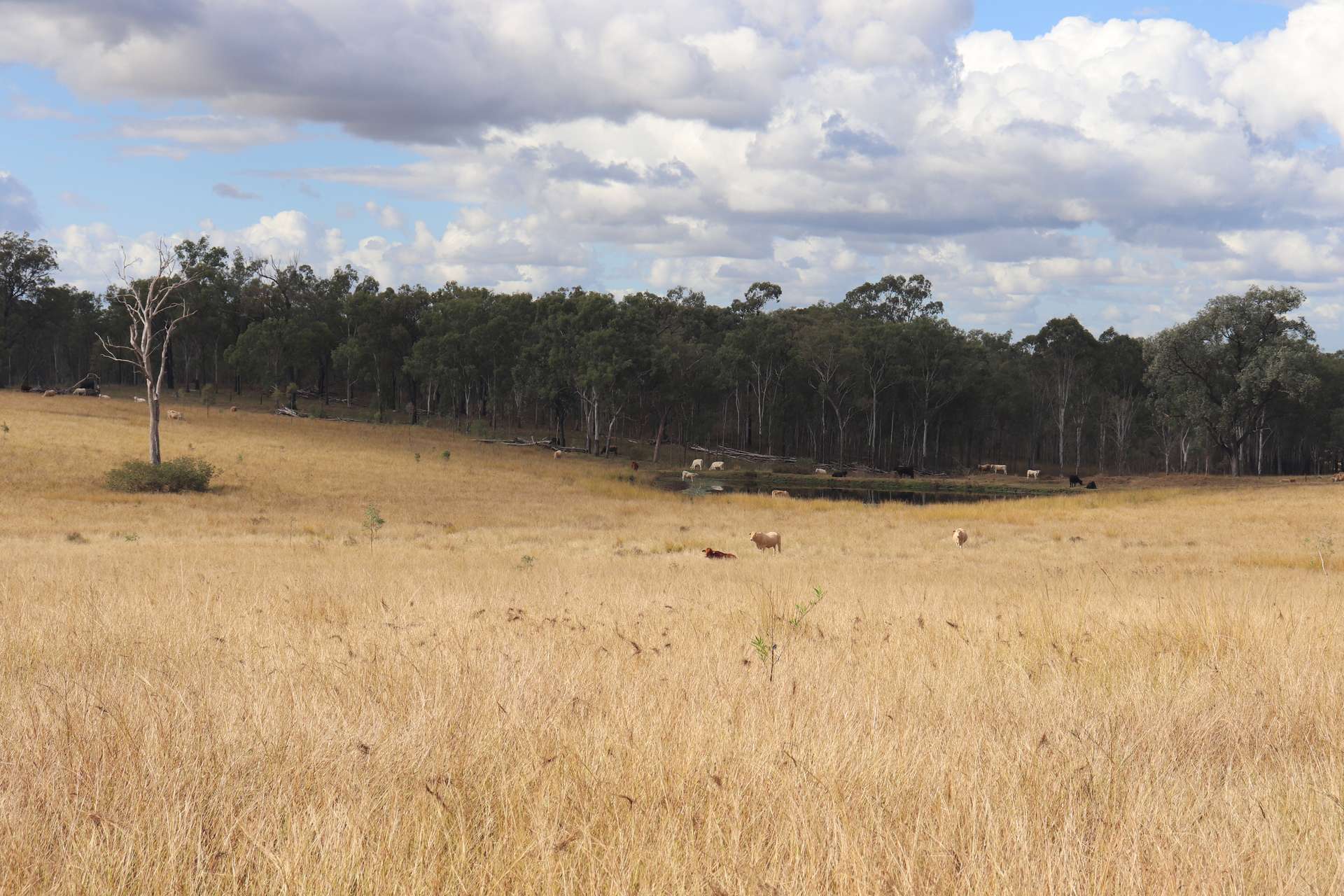 Lot 43 And Lot 50 Kalliwa Road, Mingo, Gayndah For Sale by Farmbuy.com - image 12