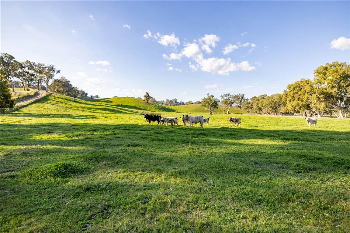 152 Smarts Road, Tumut For Sale by Farmbuy.com - image 21