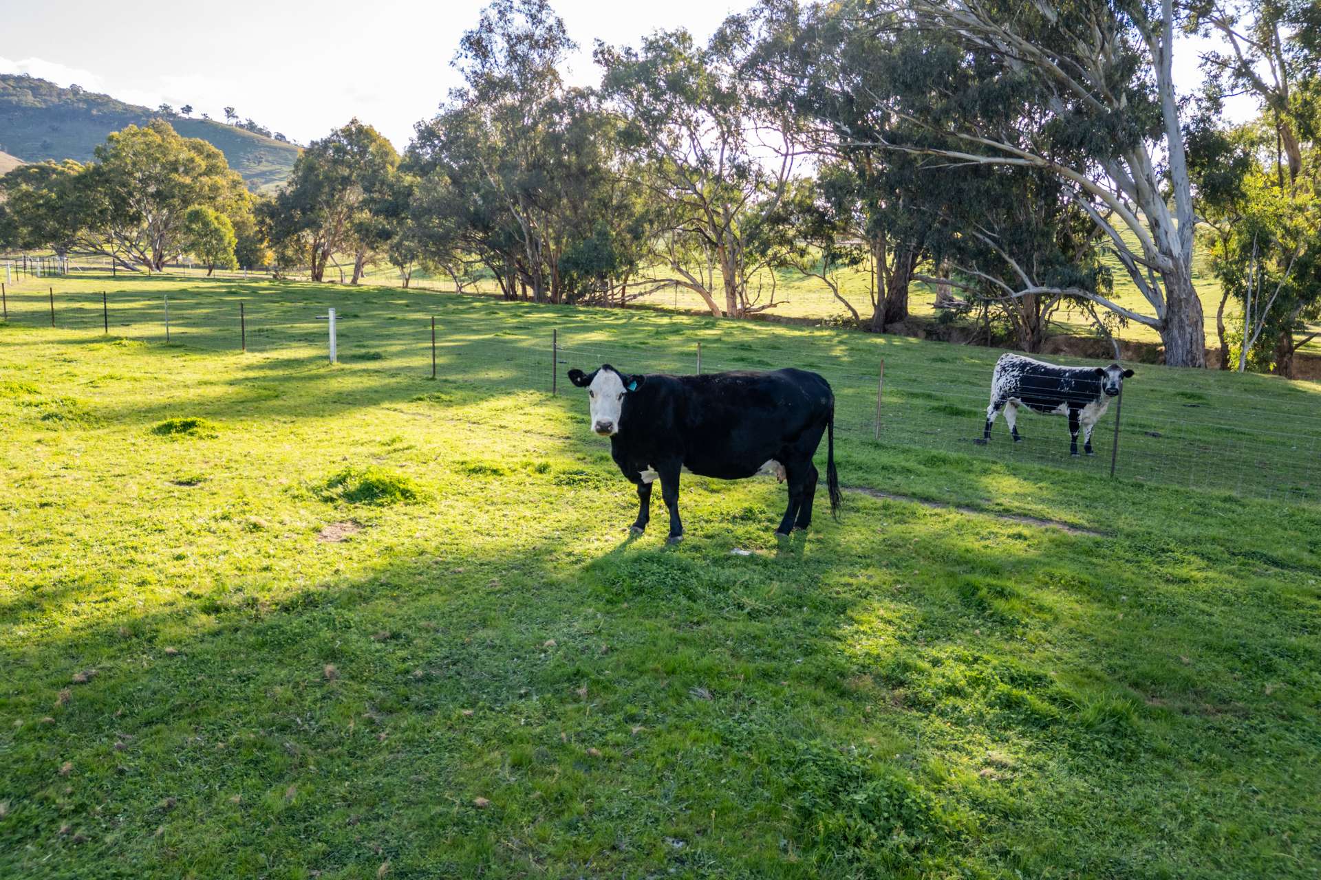 152 Smarts Road, Tumut For Sale by Farmbuy.com - image 22