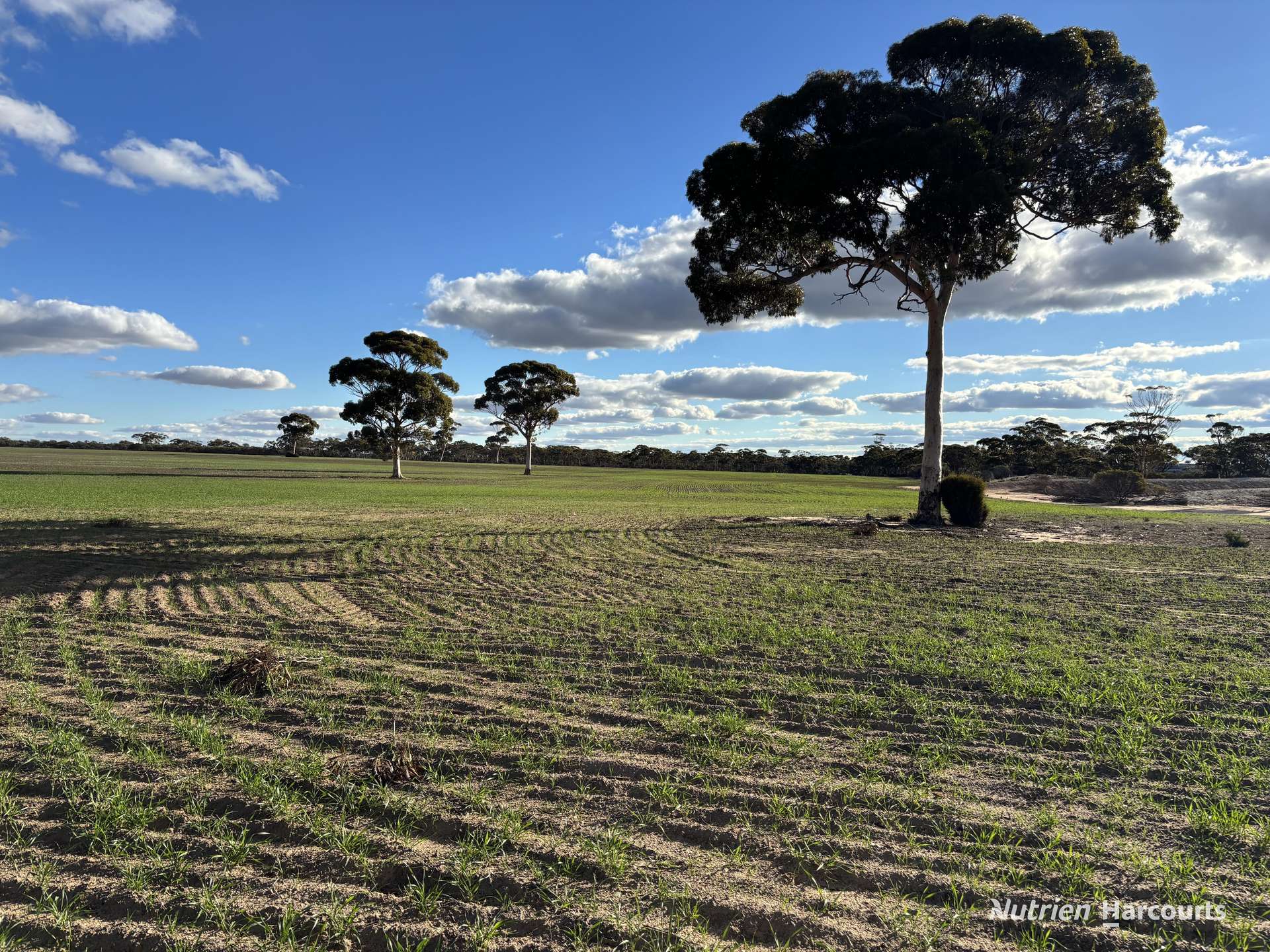 'New Land' Nulla Nulla South Road, South Yilgarn Auction by Farmbuy.com - image 4