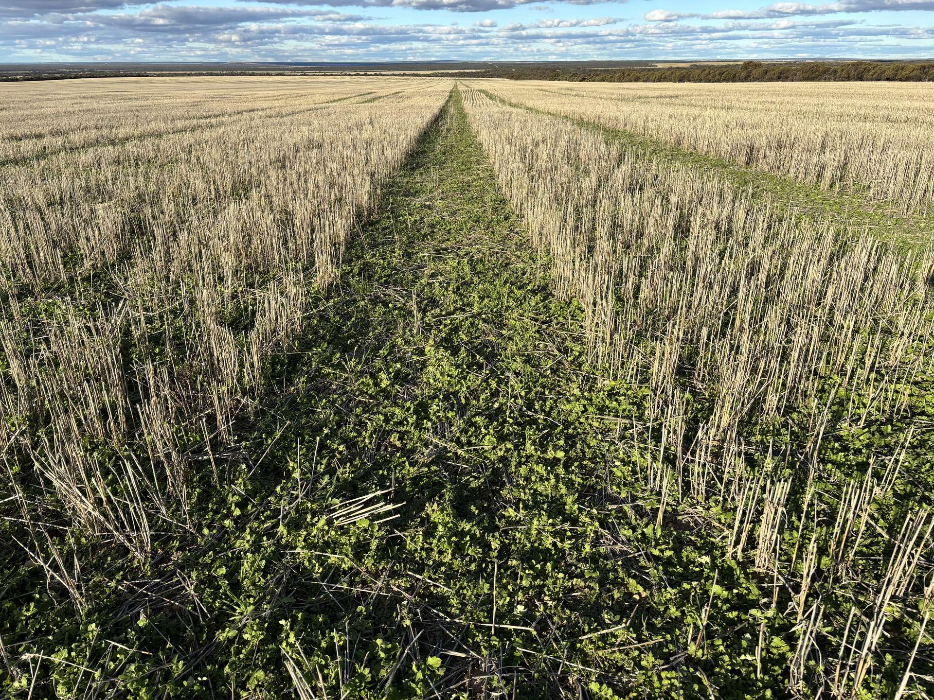 'New Land' Nulla Nulla South Road, South Yilgarn Auction by Farmbuy.com - image 3