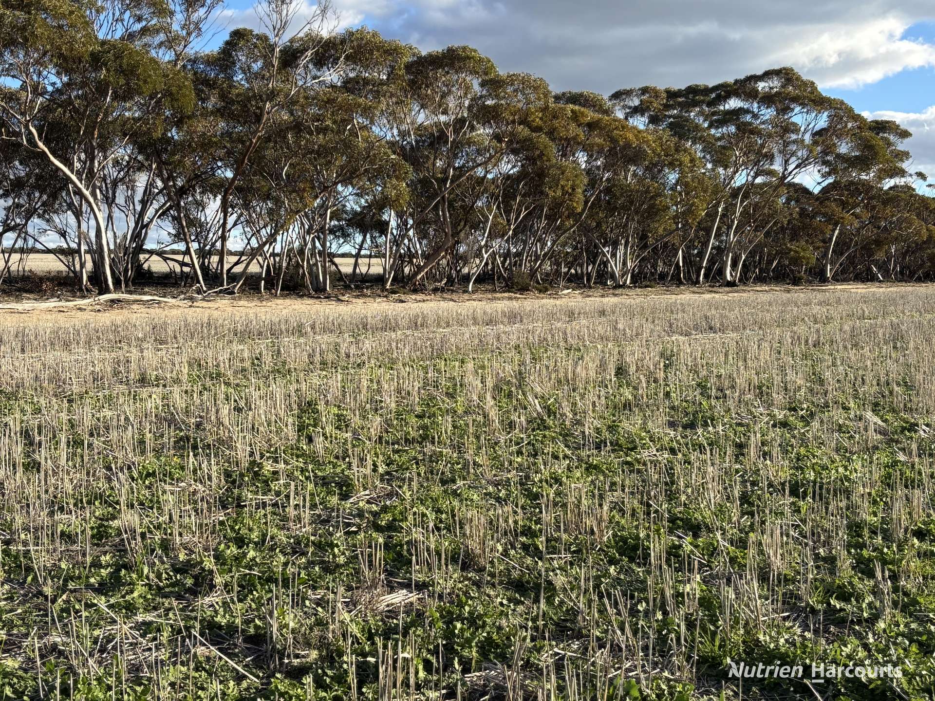 'New Land' Nulla Nulla South Road, South Yilgarn Auction by Farmbuy.com - image 18